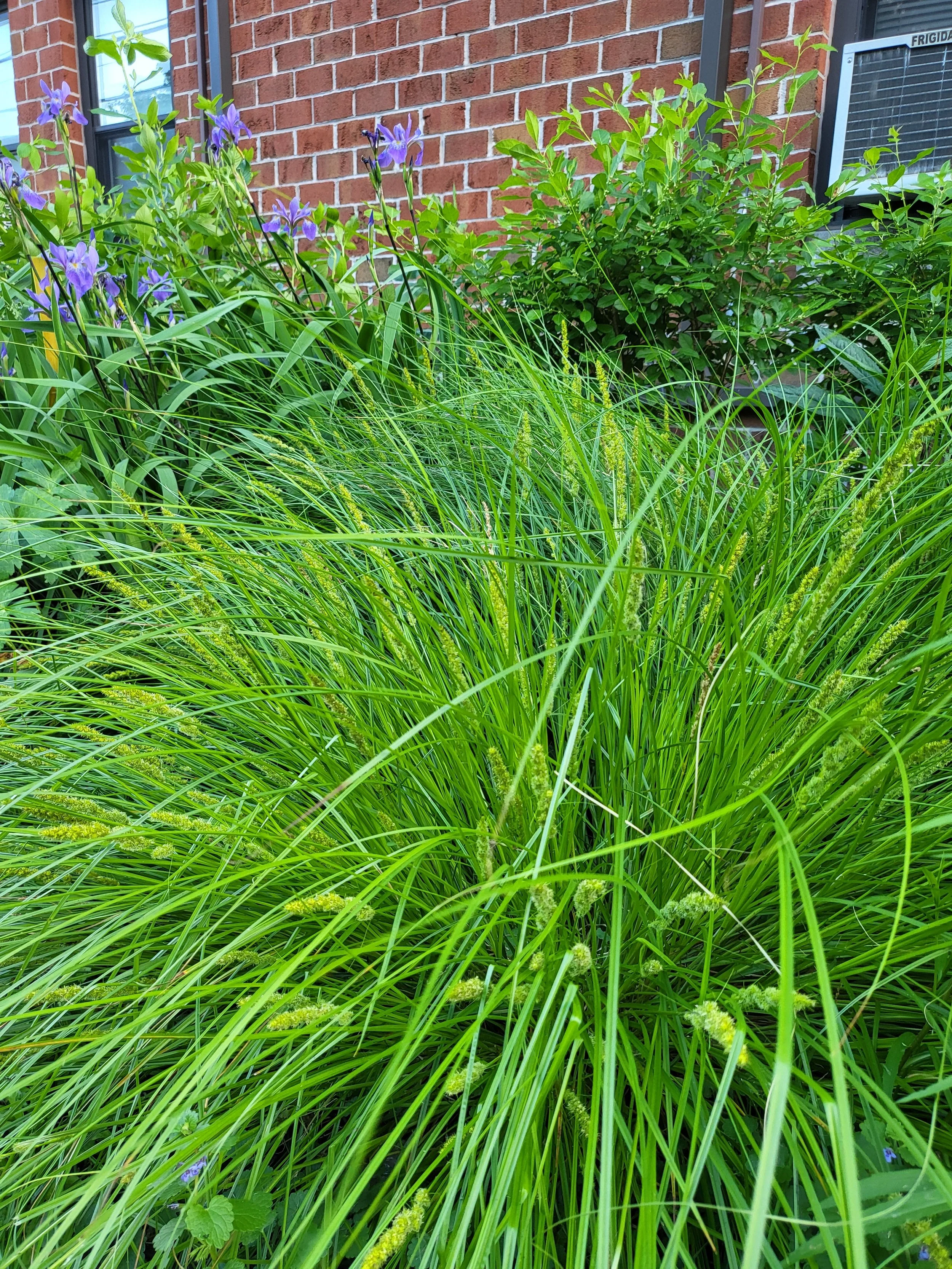Headstart Garden Grass.jpg