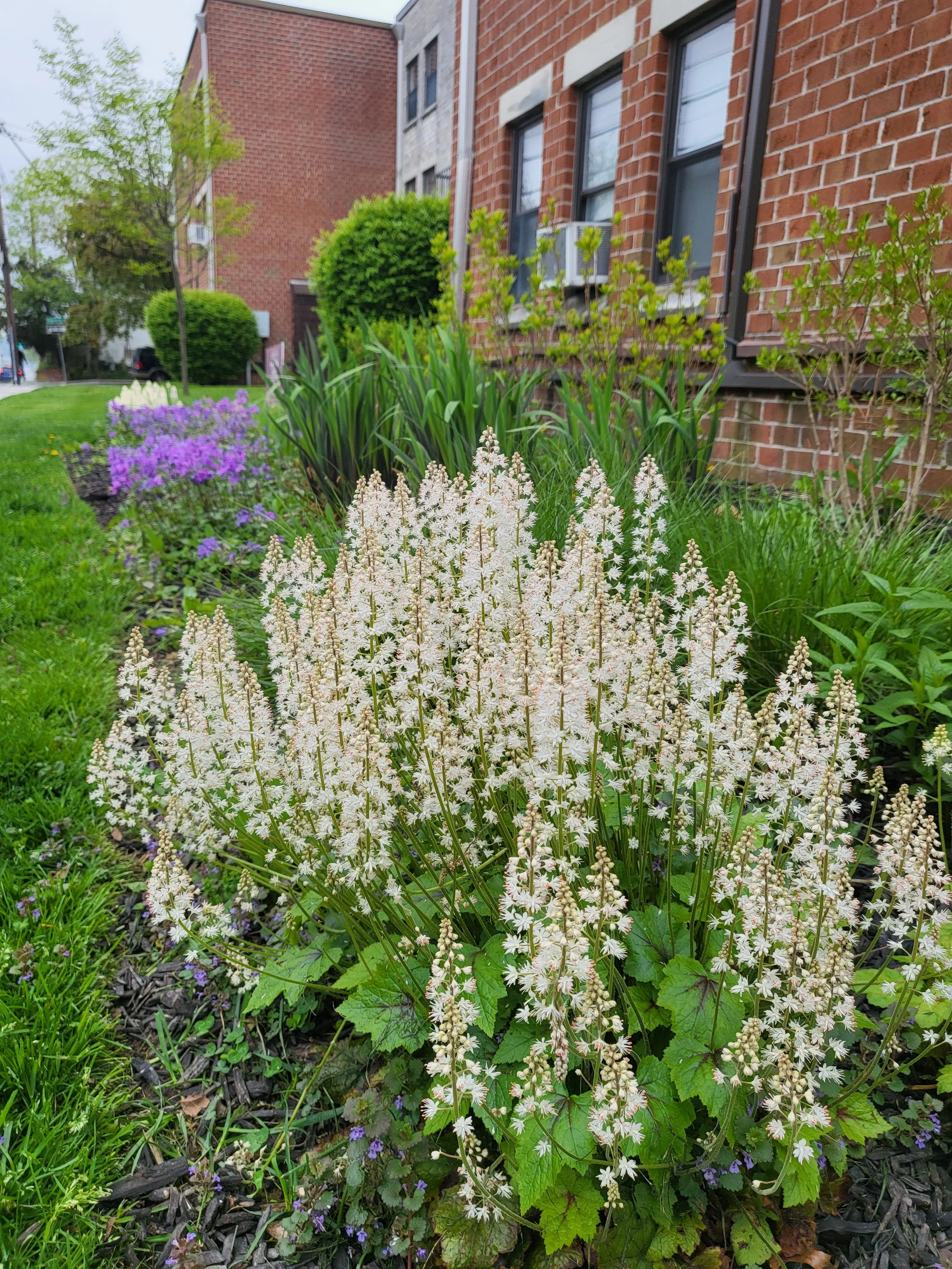 Headstart Garden 7.jpg