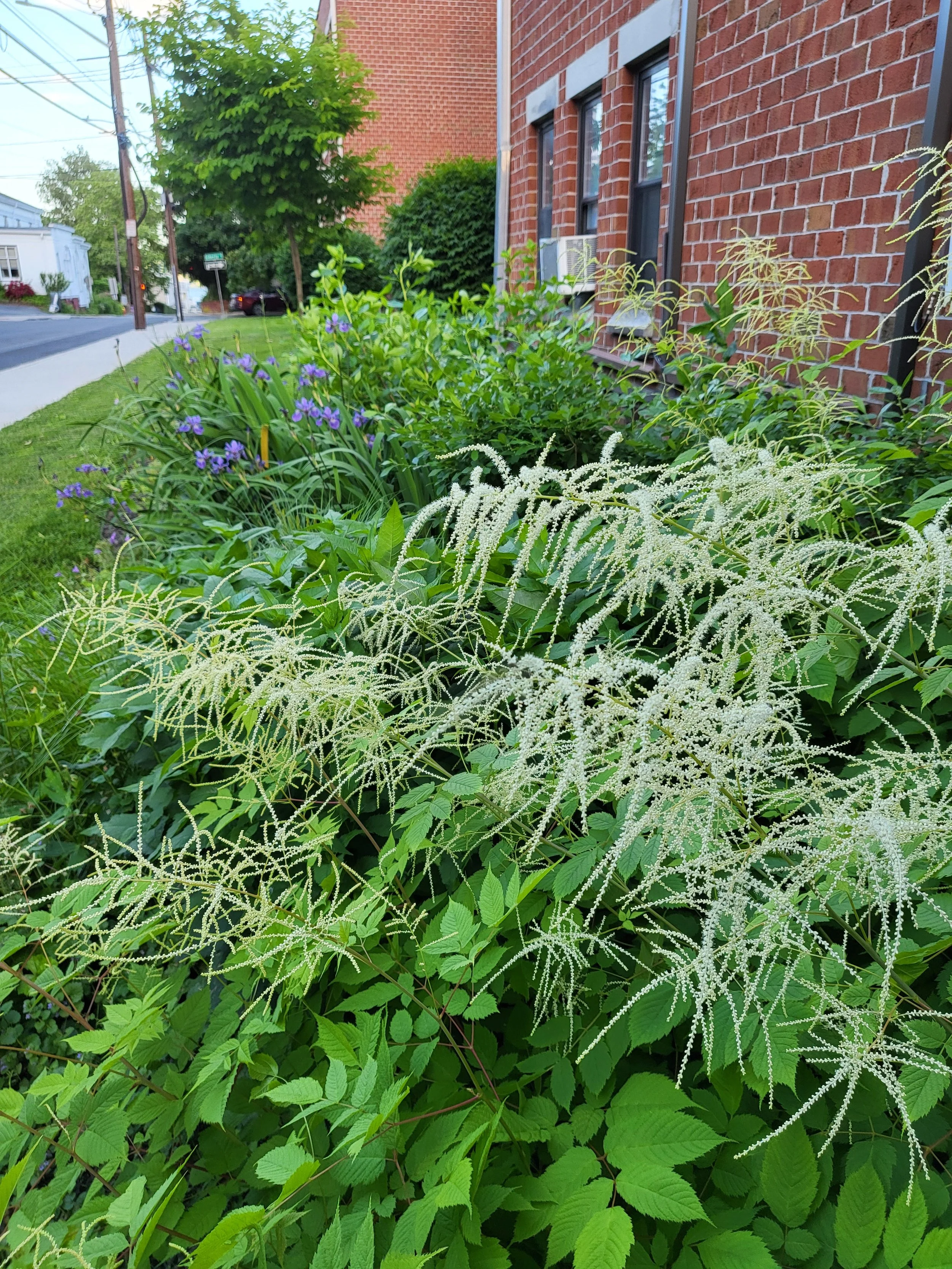 Headstart Garden 8.jpg