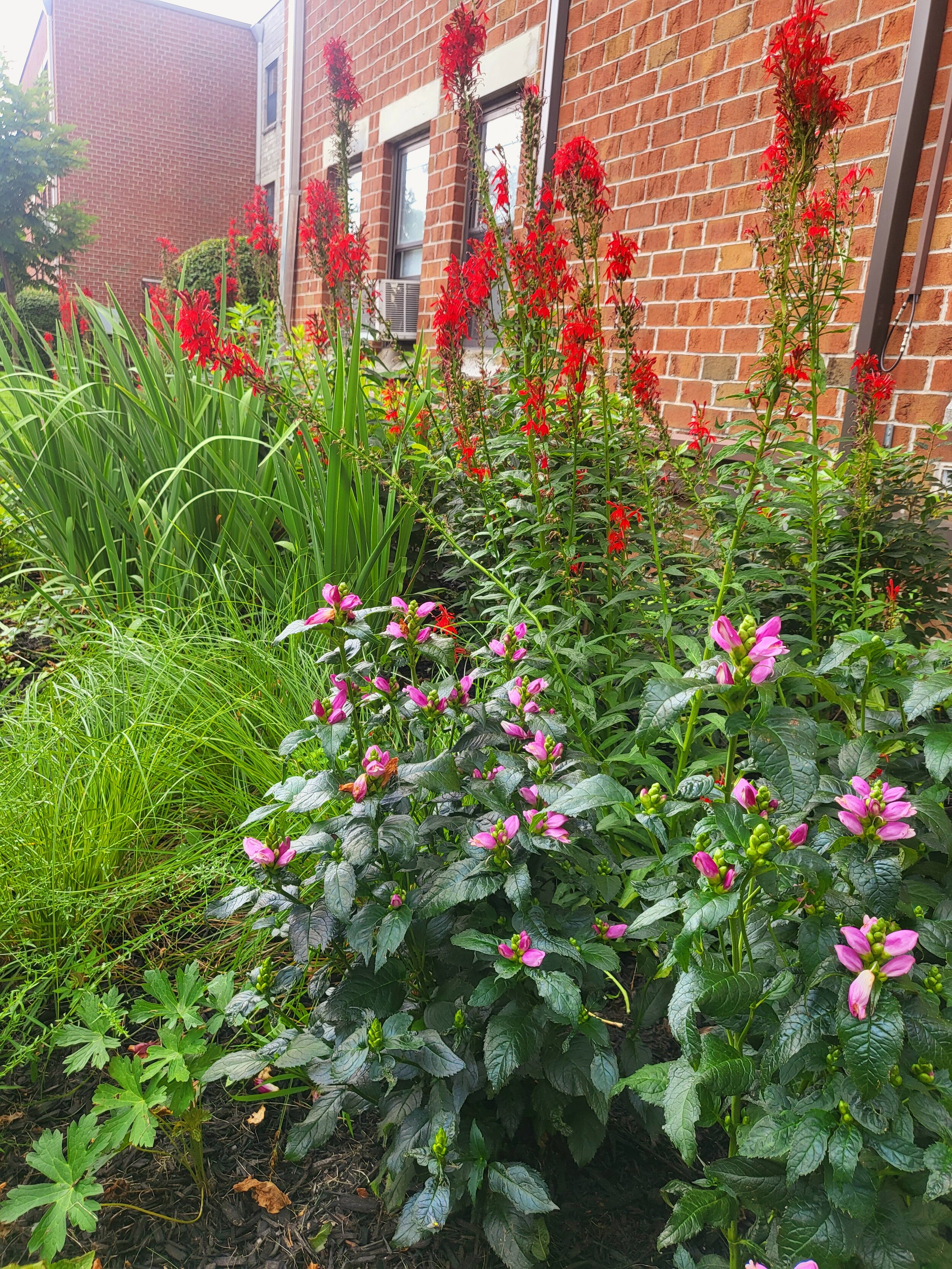 Headstart Garden 3.jpg