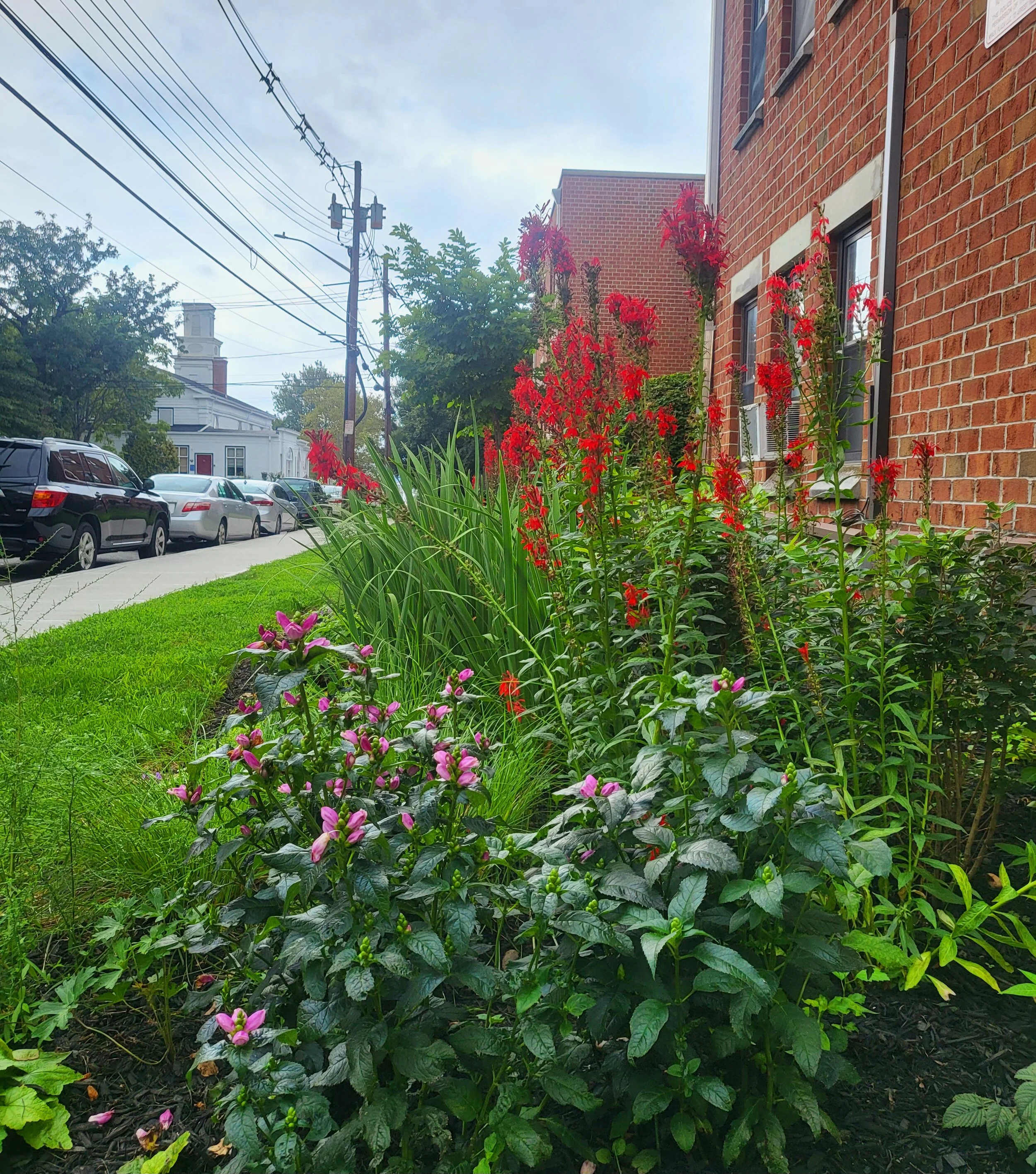 Headstart Garden 2.jpg