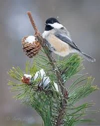 The Blackcaps Newsletter