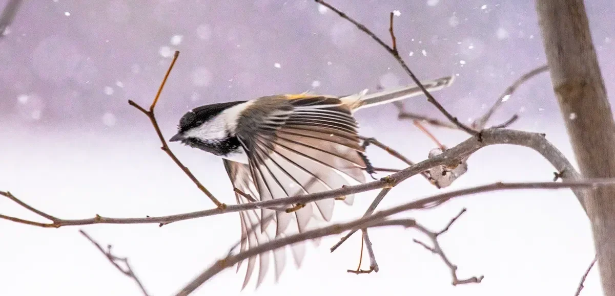 The Blackcaps Newsletter