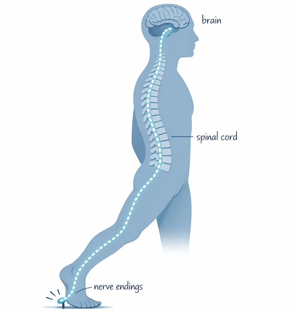 Simple illustration of the pain pathway showing a signal traveling from nerve endings in the foot, up through the spinal cord, to the brain.
