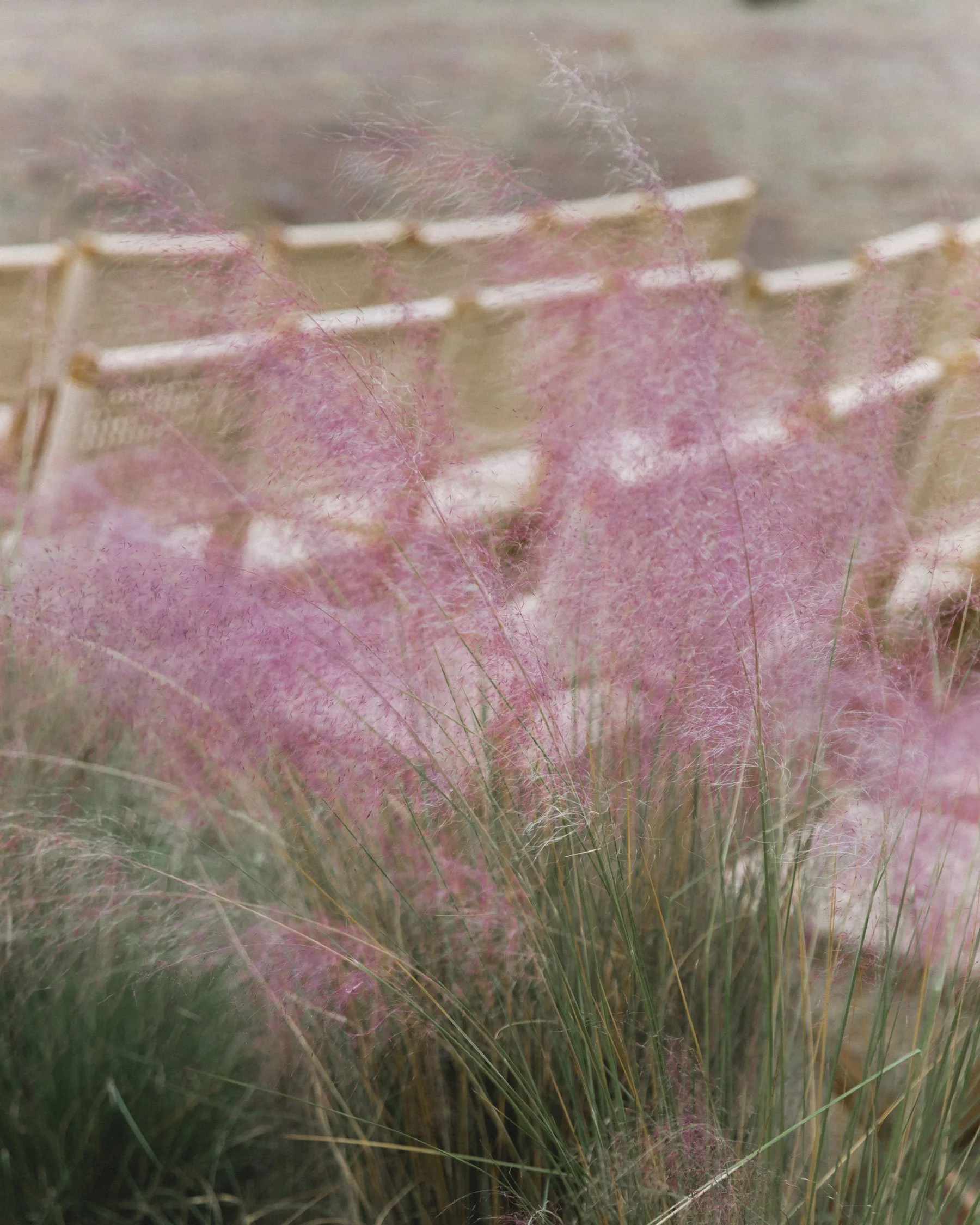 Pinkish ornamental grass in front of a blurred wooden fence
