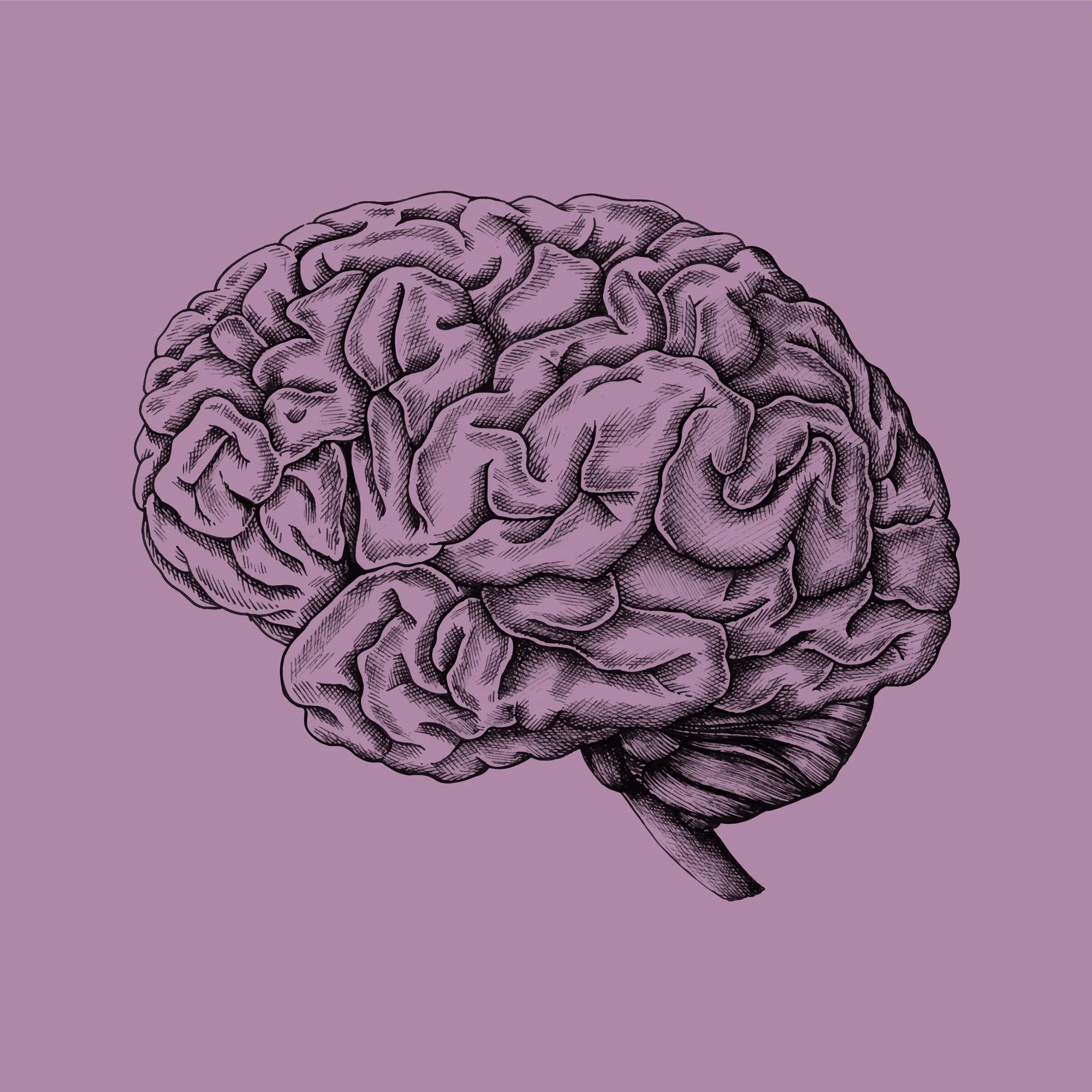 Detailed line-art illustration of a human brain in profile, shown in dark purple ink on a lavender background.