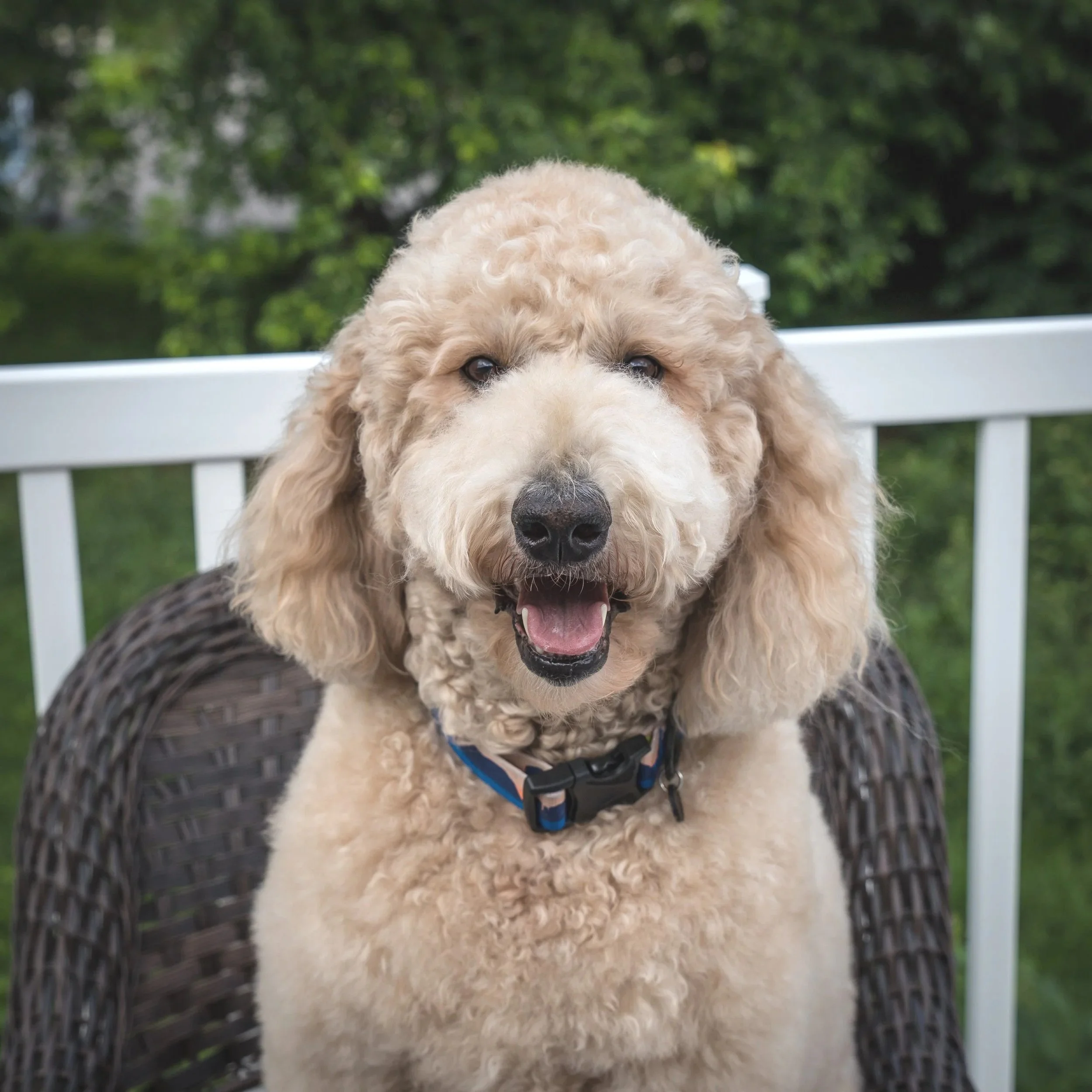 A happy, curly-haired dog sitting outdoors on a wicker chair with a white railing and green trees in the background.