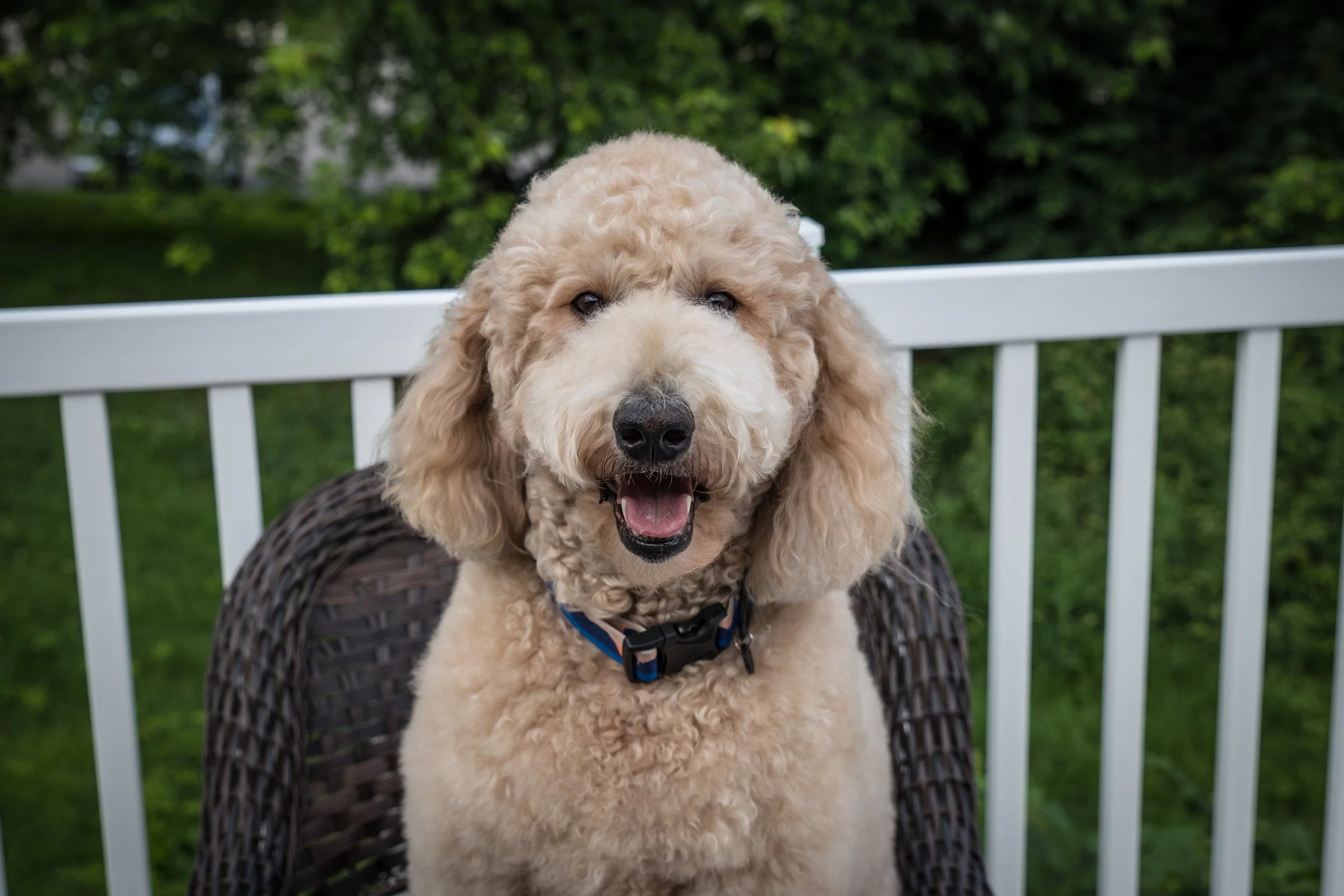 A happy, curly-haired beige dog sitting on a wicker chair outdoors with a white fence and green trees in the background.