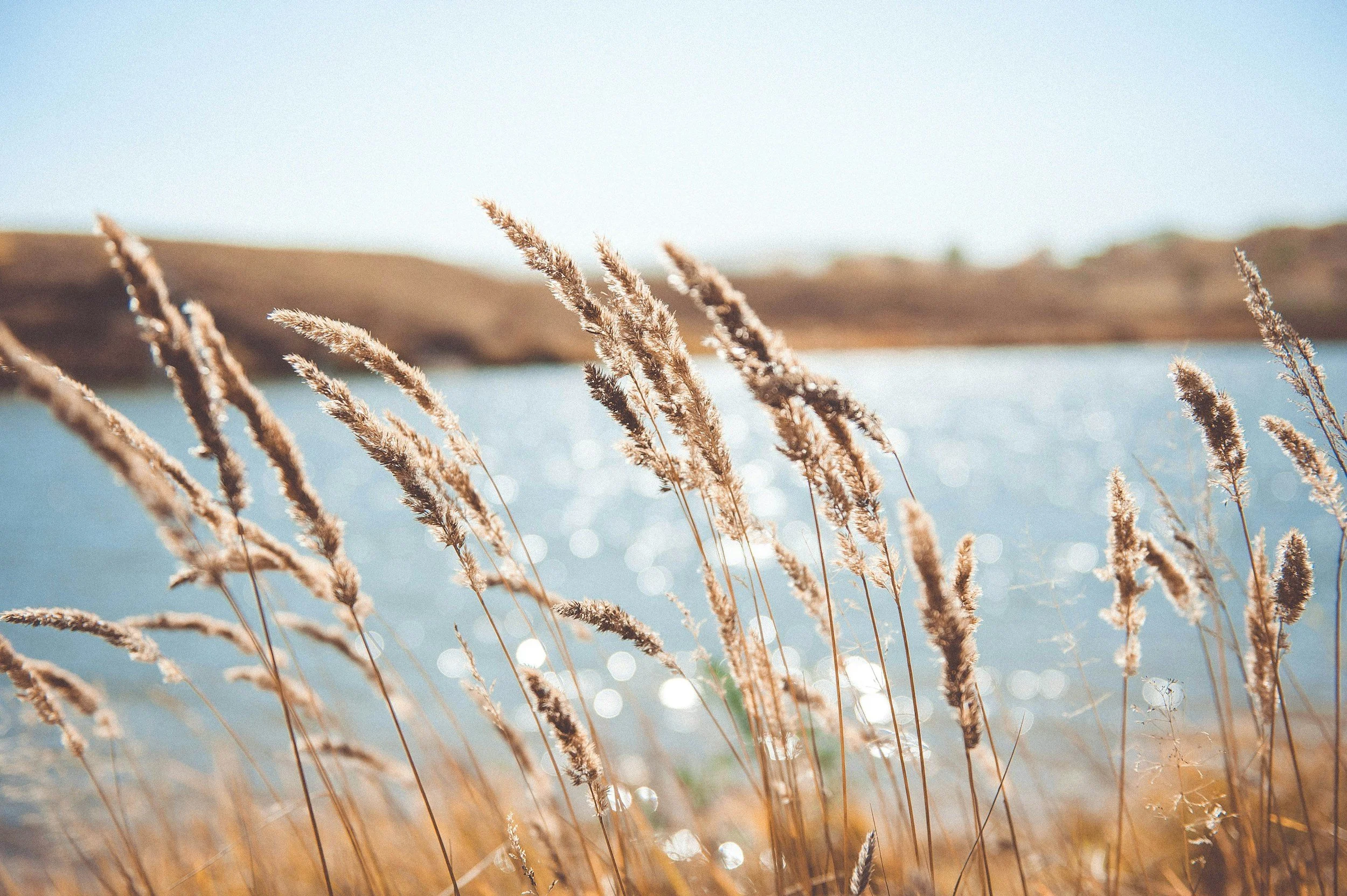 Tall dry grass near a body of water, with a distant grassy hill under a clear blue sky.