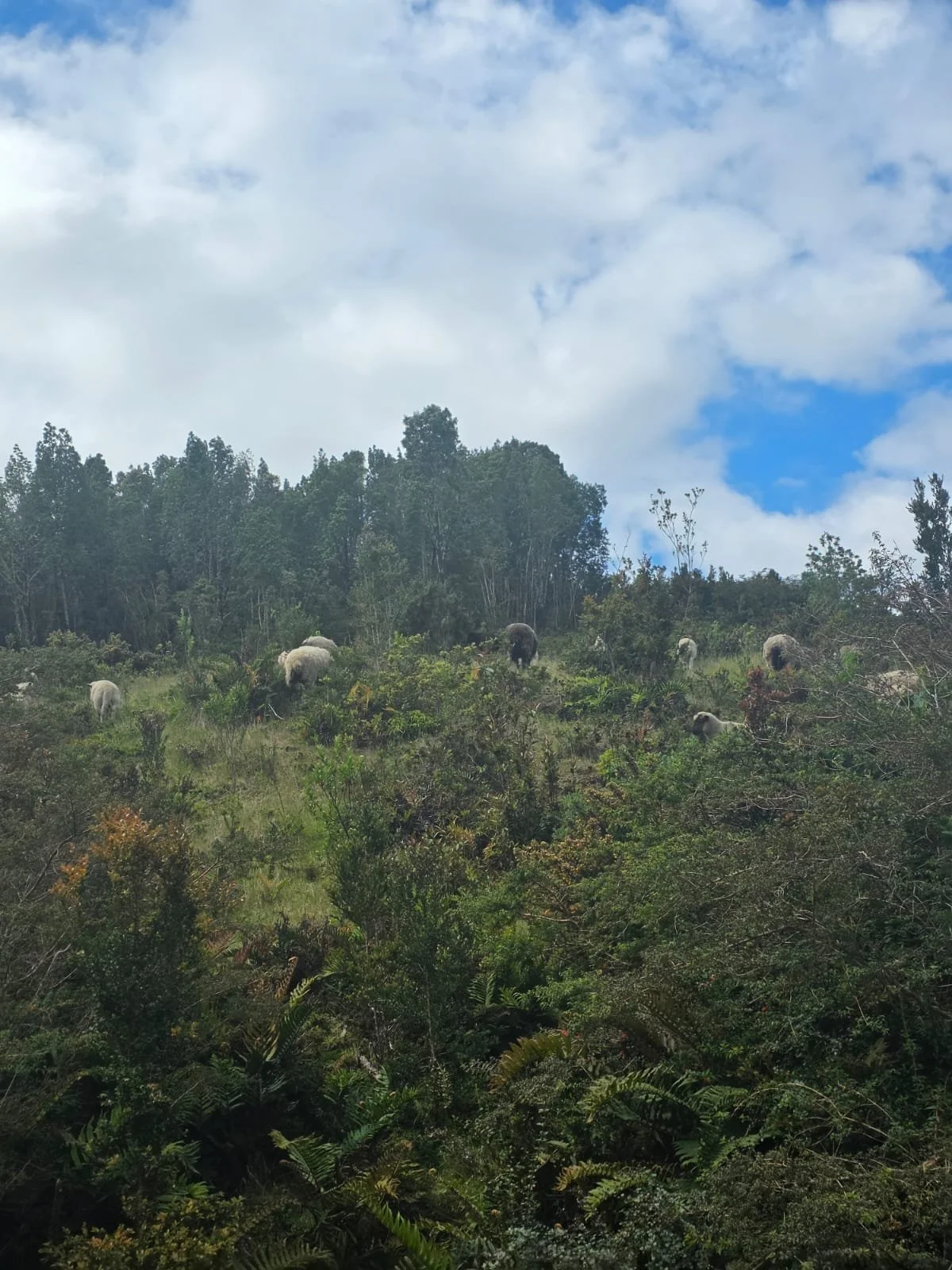 Detalles de las Unidades Disponibles:
Parcela Vista al Mar (5.000 m²): Valor: $20.000.000 (~UF 523).
Parcela Interior (5.000 m²): Valor: $15.000.000 (~UF 392).
Macrolote de 1,1 Hectáreas (11.000 m²): Valor: $30.000.000 (~UF 784).