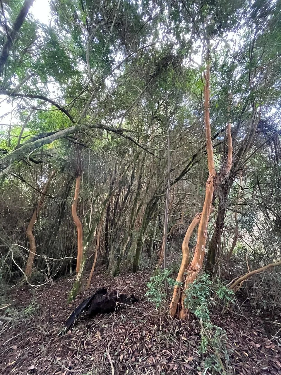 Rincón Anima, Los Muermos. Región de Los Lagos.
CARACTERÍSTICAS 
47 Hás.
Casa, Bodega, Río en la propiedad, árboles nativos.
ROL propio, luz y agua. 
A 35 minutos de Los Muermos