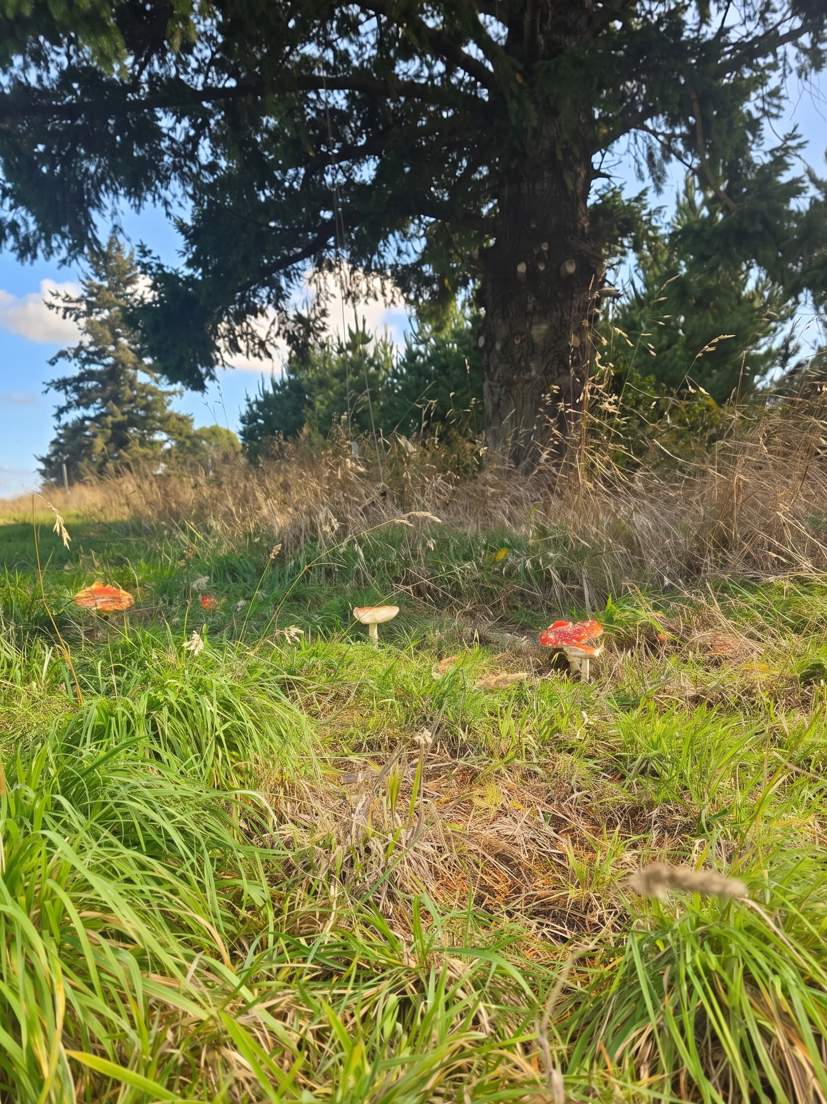 Superficie: 5.000 M².
Ubicación: Parcelación, condominio cerrado, Aires de Fresia / Cañitas.
Entorno: Pradera con árboles nativos.
Disponibilidad: Inmediata.¡Lista para escriturar!