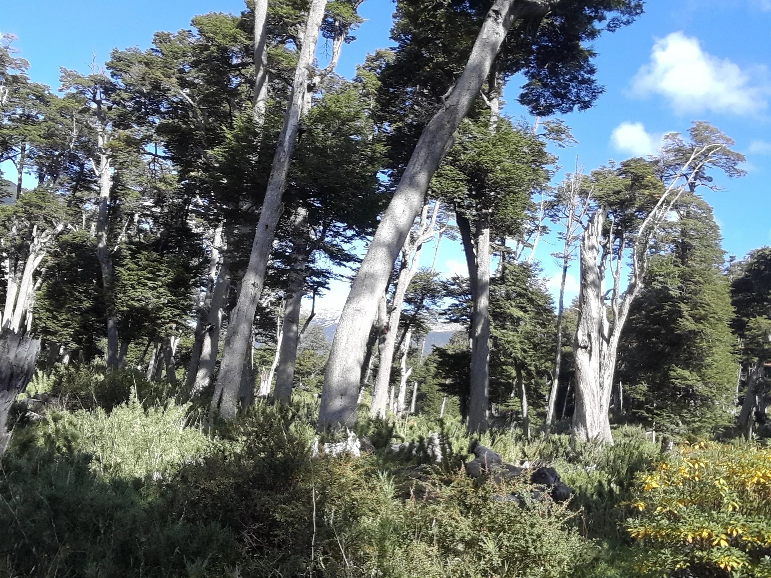 EN VENTA: predio de 5 hectáreas, subdivididas en parcelas de 10.000 m² (1 hectárea).
DESDE: $85.000.000.-