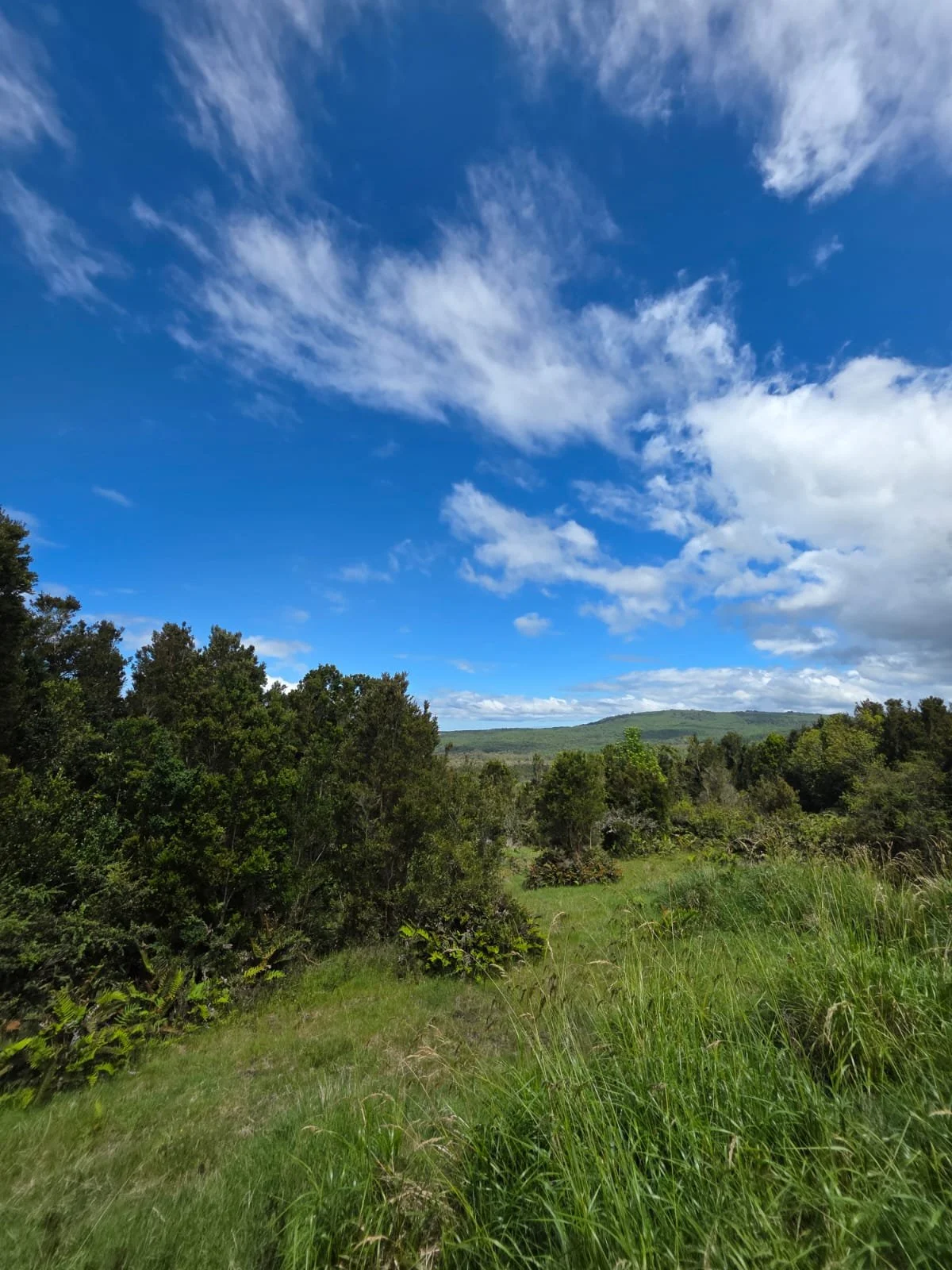 Detalles de las Unidades Disponibles:
Parcela Vista al Mar (5.000 m²): Valor: $20.000.000 (~UF 523).
Parcela Interior (5.000 m²): Valor: $15.000.000 (~UF 392).
Macrolote de 1,1 Hectáreas (11.000 m²): Valor: $30.000.000 (~UF 784).