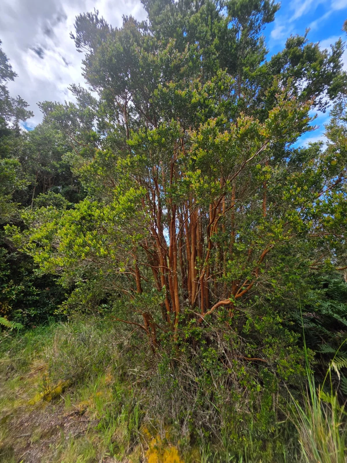 Detalles de las Unidades Disponibles:
Parcela Vista al Mar (5.000 m²): Valor: $20.000.000 (~UF 523).
Parcela Interior (5.000 m²): Valor: $15.000.000 (~UF 392).
Macrolote de 1,1 Hectáreas (11.000 m²): Valor: $30.000.000 (~UF 784).