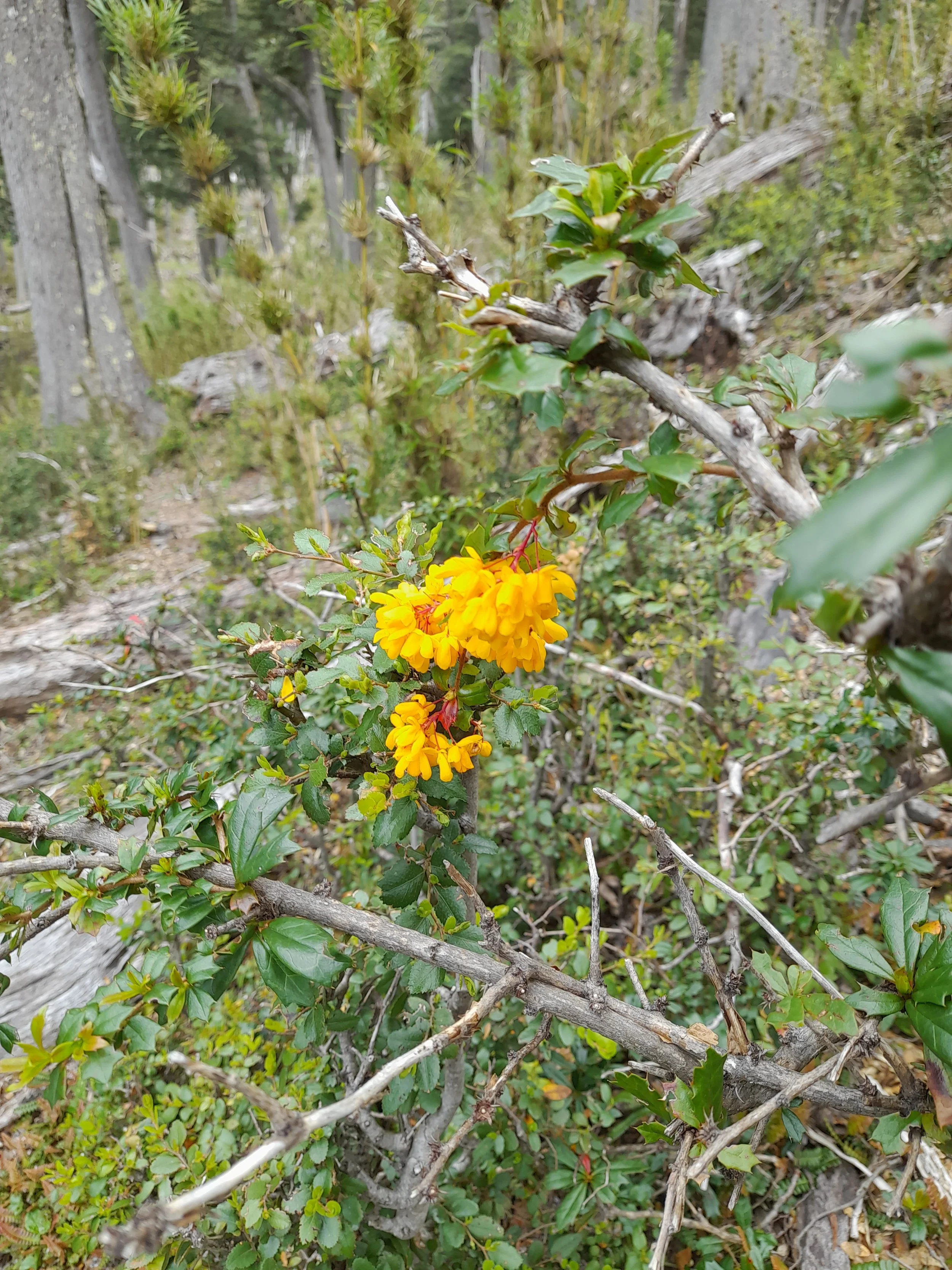 EN VENTA: predio de 5 hectáreas, subdivididas en parcelas de 10.000 m² (1 hectárea).
DESDE: $85.000.000.-