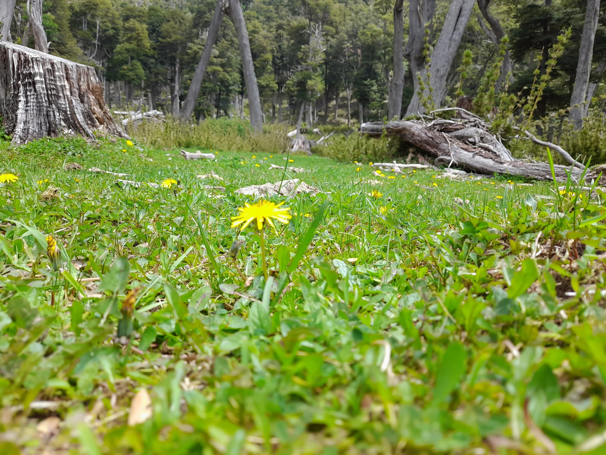 EN VENTA: predio de 5 hectáreas, subdivididas en parcelas de 10.000 m² (1 hectárea).
DESDE: $85.000.000.-