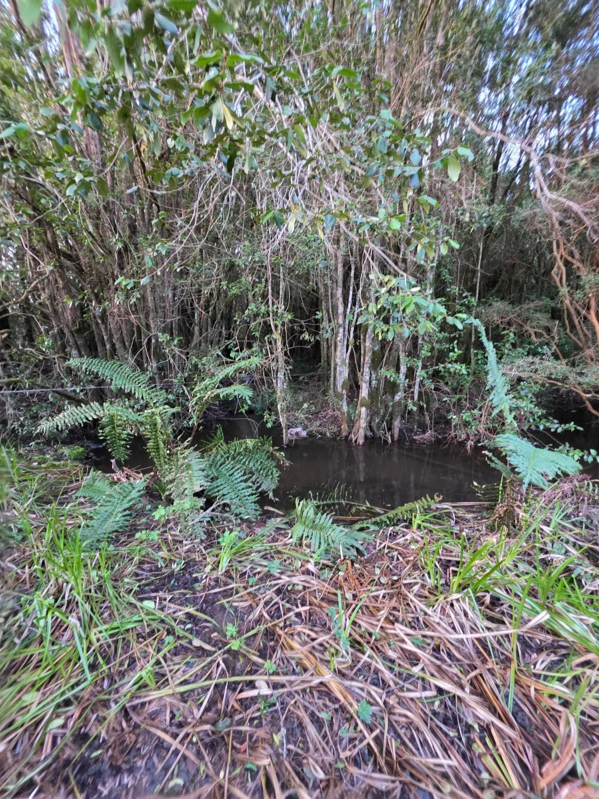 Hermosa parcela de 5000M2 en Condominio, ubicada en la apacible localidad de Cañitas, Región de Los Lagos.