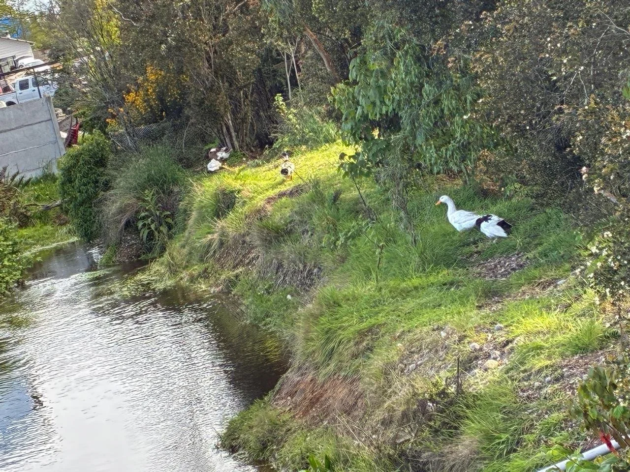 Superficie Total: 5.000 m² de terreno con
estero propio dentro de la propiedad.
