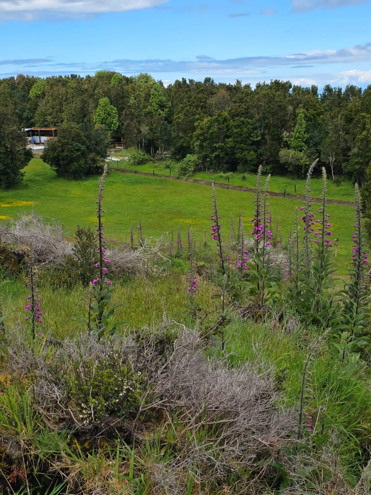 Detalles de las Unidades Disponibles:
Parcela Vista al Mar (5.000 m²): Valor: $20.000.000 (~UF 523).
Parcela Interior (5.000 m²): Valor: $15.000.000 (~UF 392).
Macrolote de 1,1 Hectáreas (11.000 m²): Valor: $30.000.000 (~UF 784).