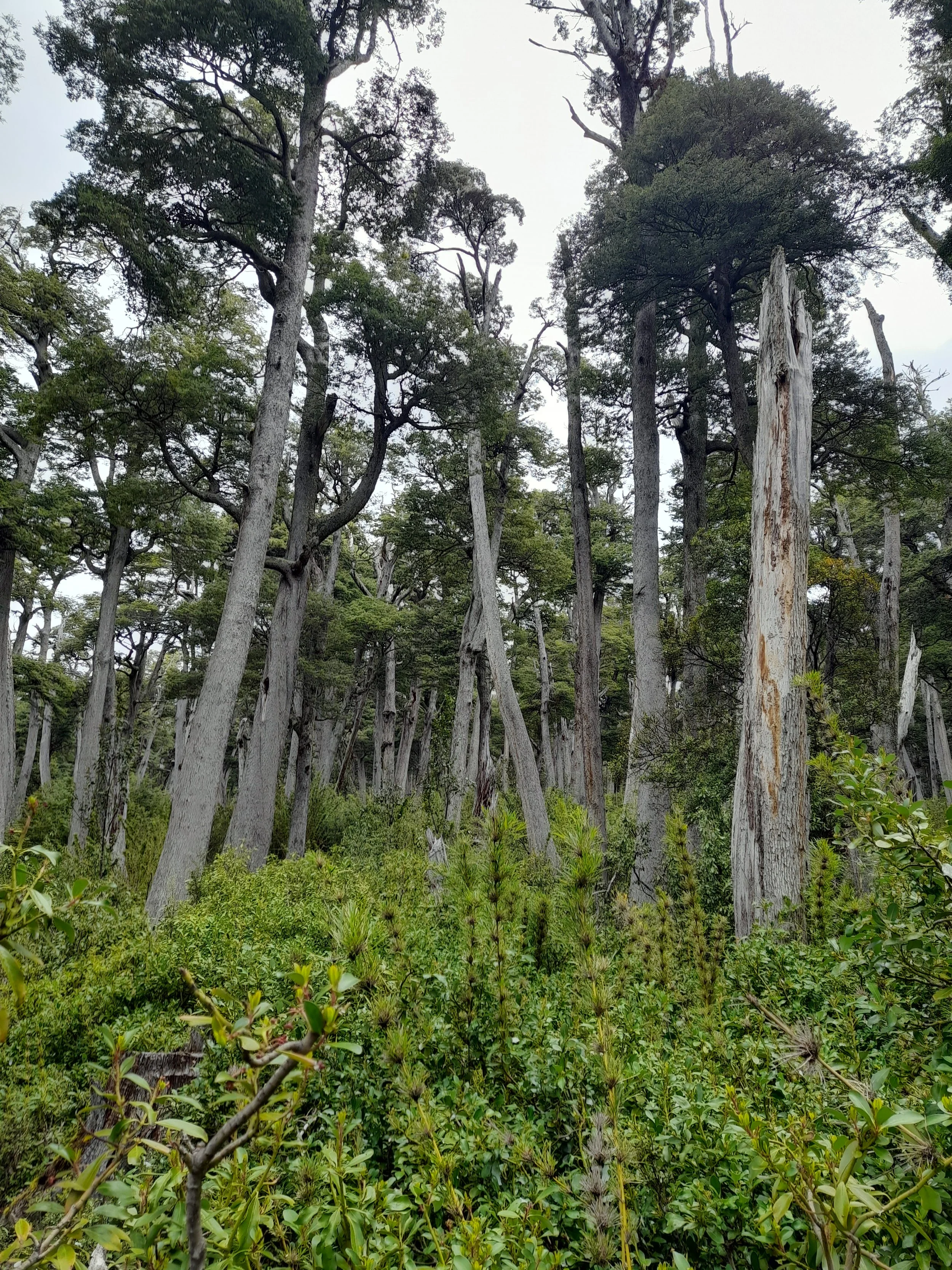 EN VENTA: predio de 5 hectáreas, subdivididas en parcelas de 10.000 m² (1 hectárea).
DESDE: $85.000.000.-