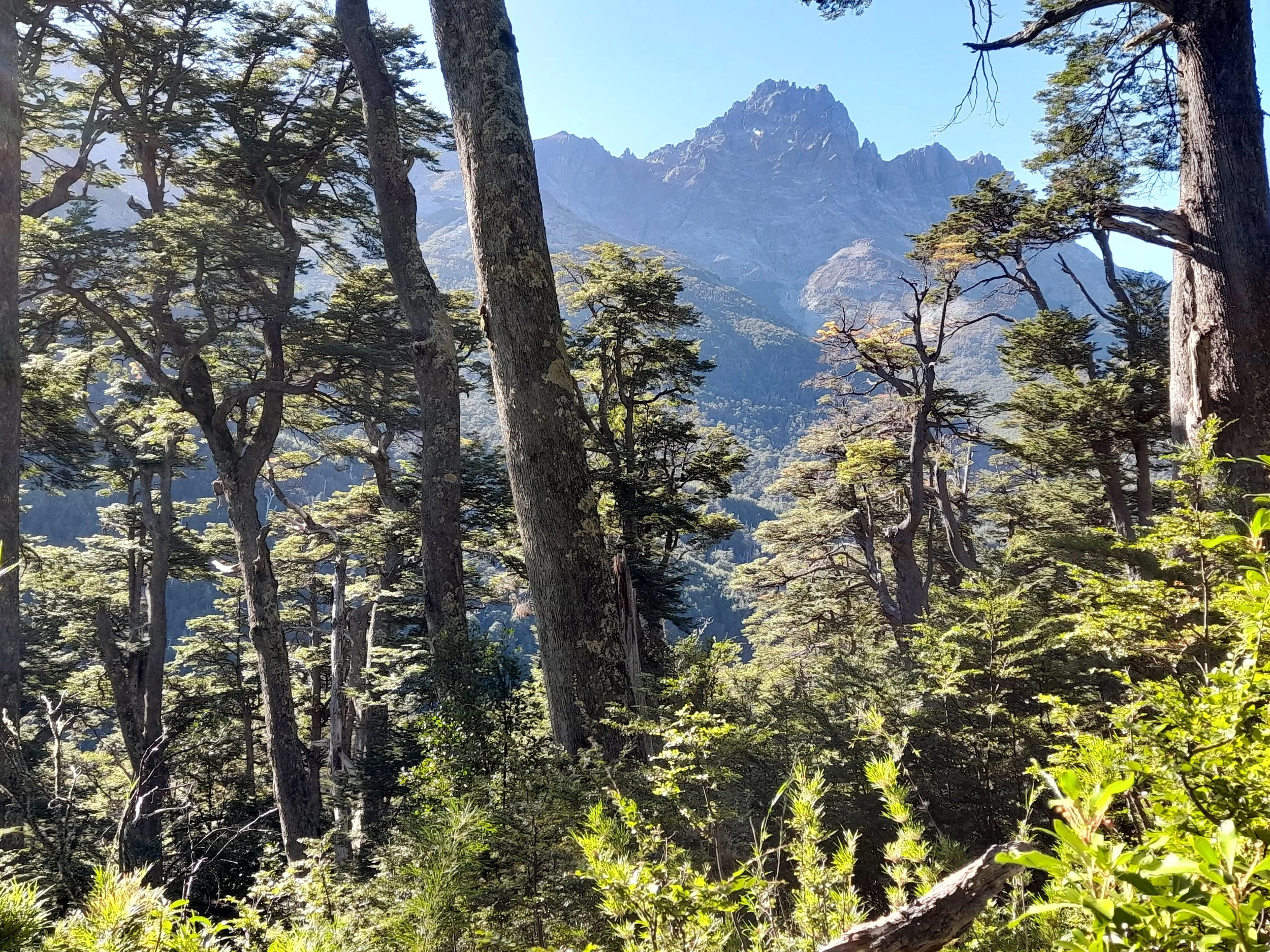 EN VENTA: predio de 5 hectáreas, subdivididas en parcelas de 10.000 m² (1 hectárea).
DESDE: $85.000.000.-