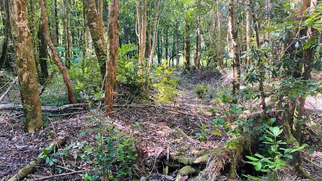 Árboles nativos. Bosque de Arrayánes.