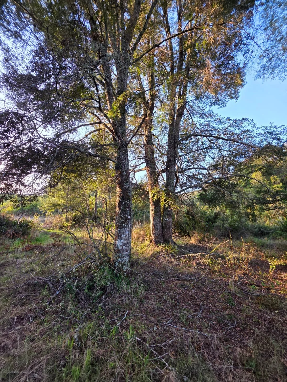 Hermosa parcela de 5000M2 en Condominio, ubicada en la apacible localidad de Cañitas, Región de Los Lagos.