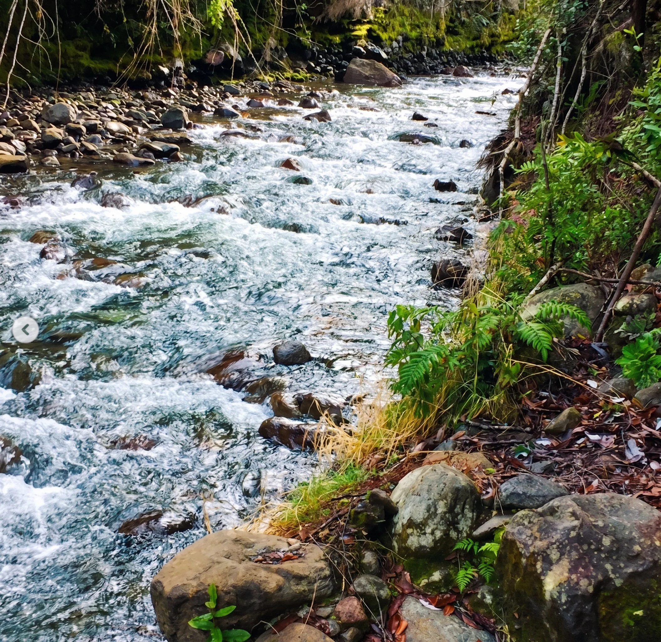 Características principales:
Superficie total: 3,3 hectáreas (2,83 ha aprovechables)
Orilla de río: 75 metros lineales con acceso directo a las aguas del Río Correntoso
Servicios: Factibilidad real de agua y electricidad
Ubicación estratégica: A minu