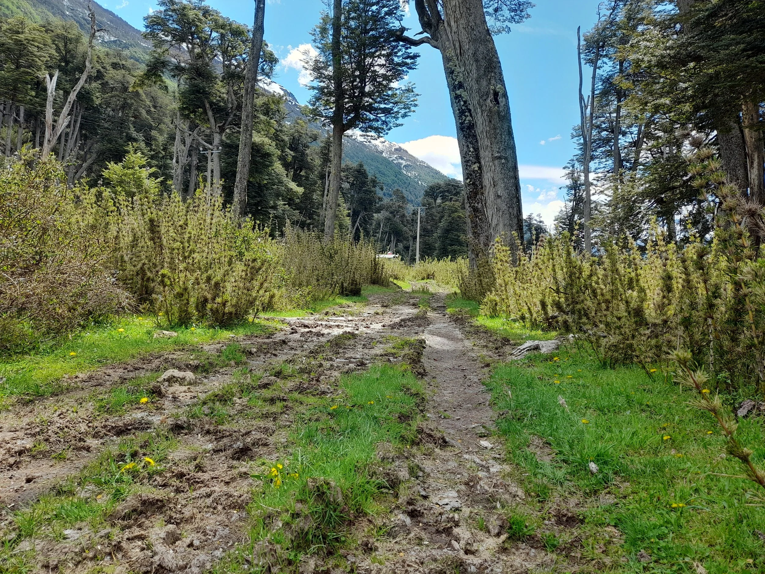 EN VENTA: predio de 5 hectáreas, subdivididas en parcelas de 10.000 m² (1 hectárea).
DESDE: $85.000.000.-