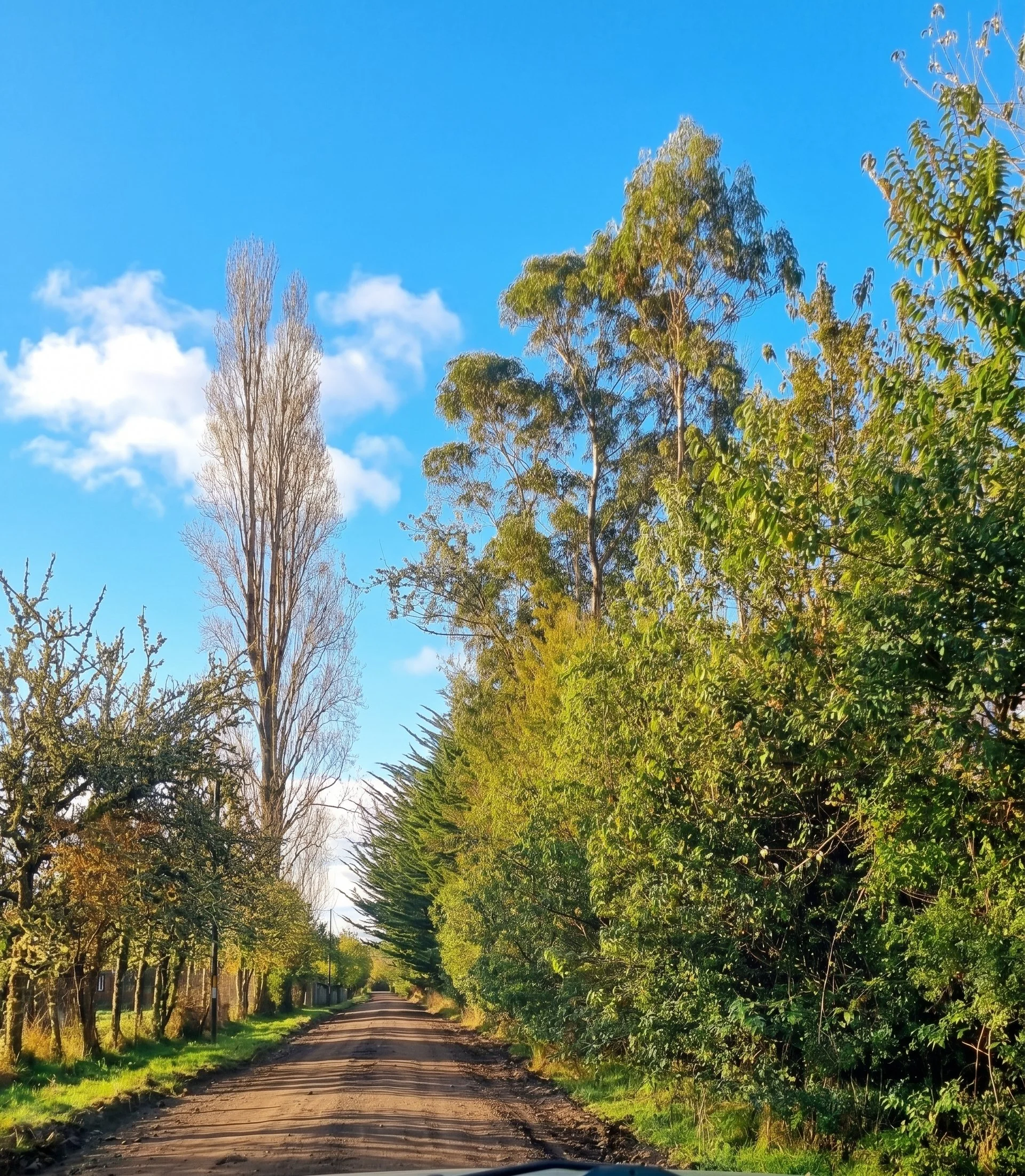 Descubre esta espectacular parcela de 5.631 m² ubicada en La Colonia (sector Correntoso, camino a la Carretera Austral). Un entorno privilegiado con bosque nativo, acceso al río, vistas a la cordillera y la tranquilidad que solo el sur de Chile te pu