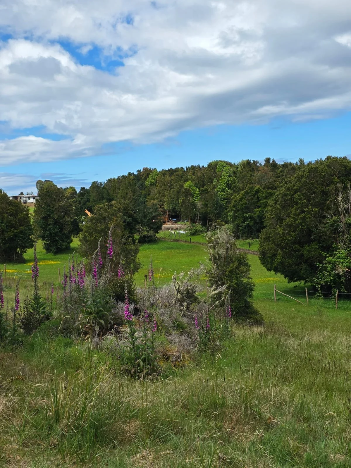 Detalles de las Unidades Disponibles:
Parcela Vista al Mar (5.000 m²): Valor: $20.000.000 (~UF 523).
Parcela Interior (5.000 m²): Valor: $15.000.000 (~UF 392).
Macrolote de 1,1 Hectáreas (11.000 m²): Valor: $30.000.000 (~UF 784).