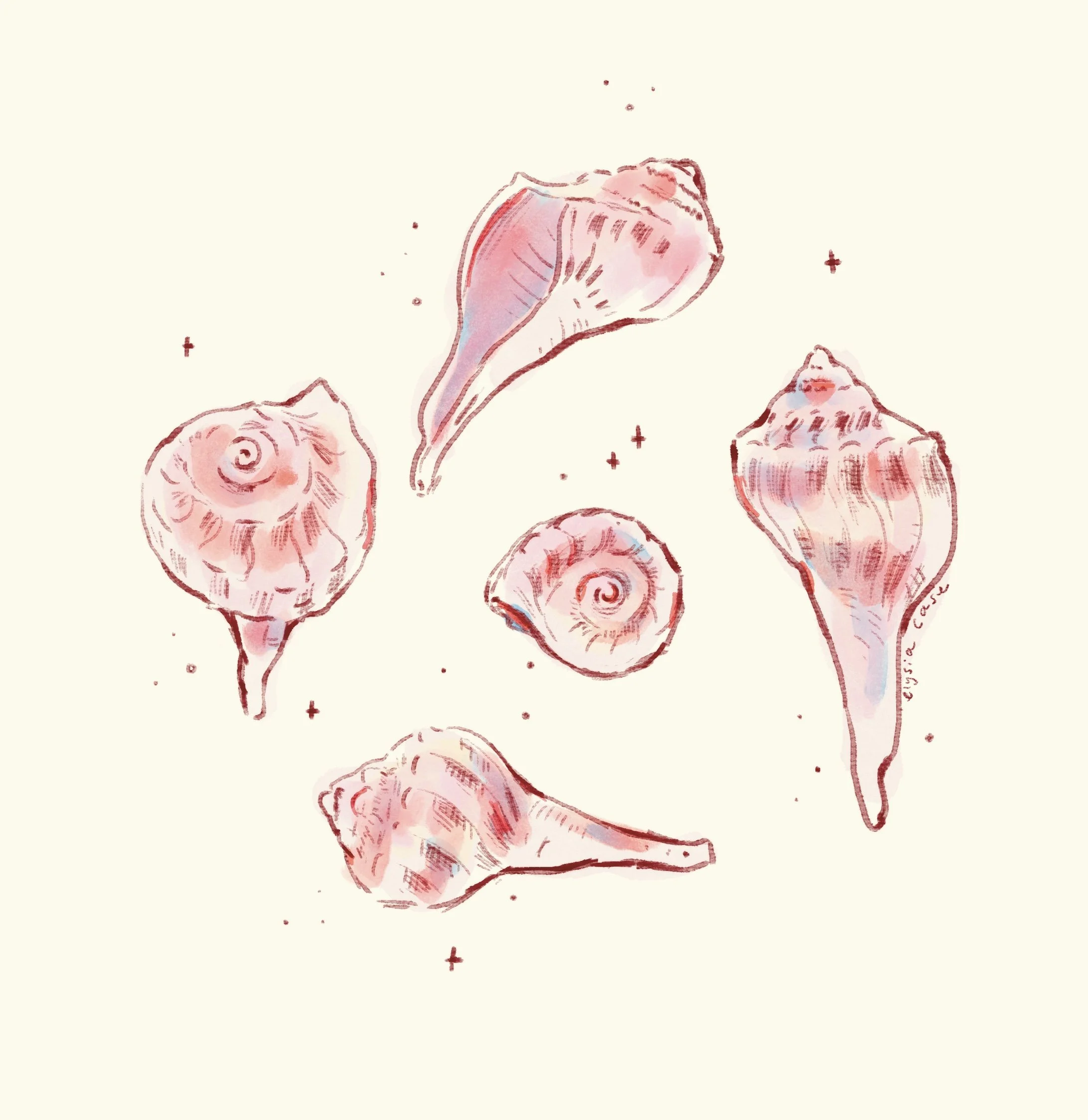 Shells-elysiacase.jpg