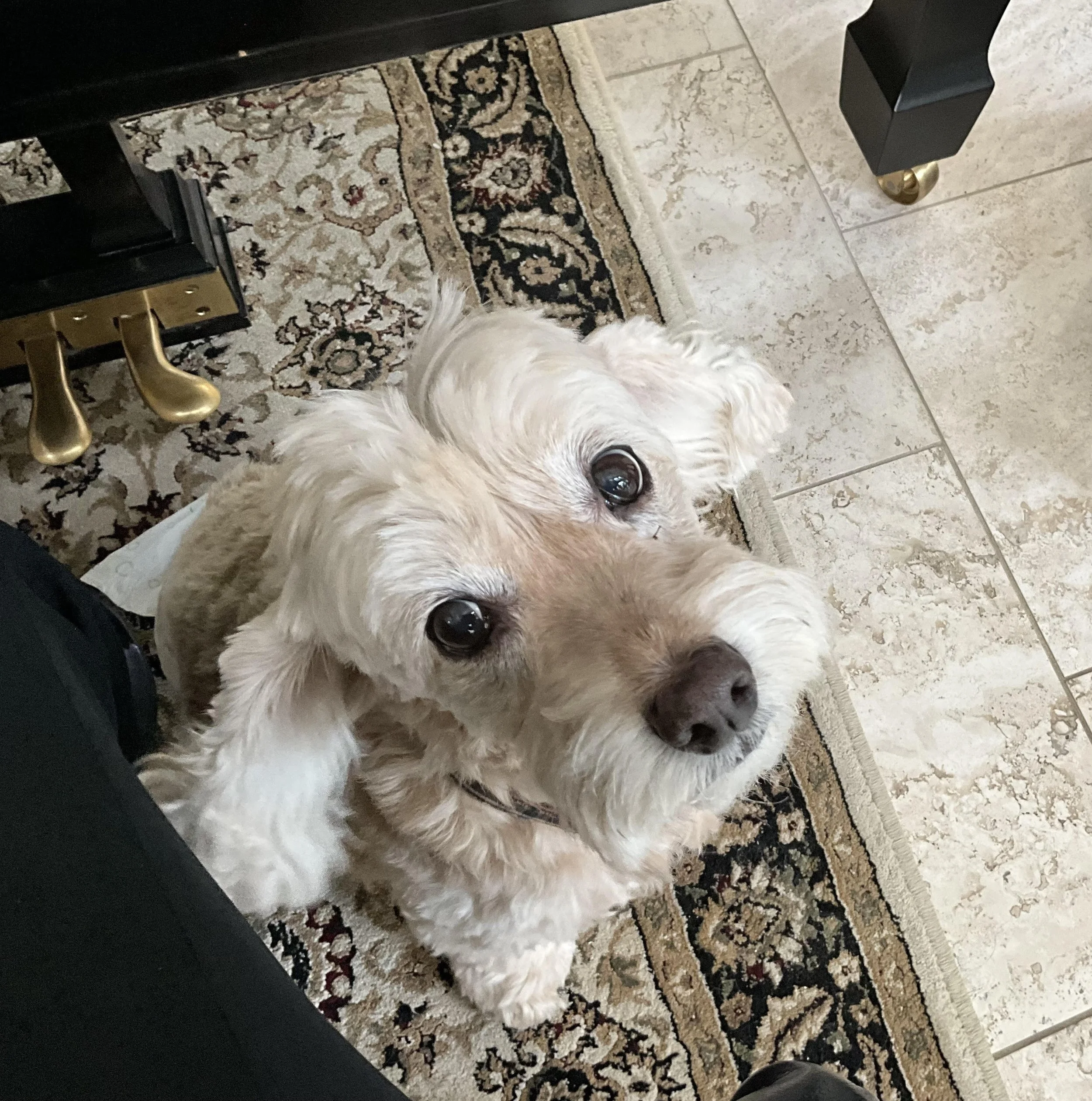 A Dog, a Dream, and Träumerei