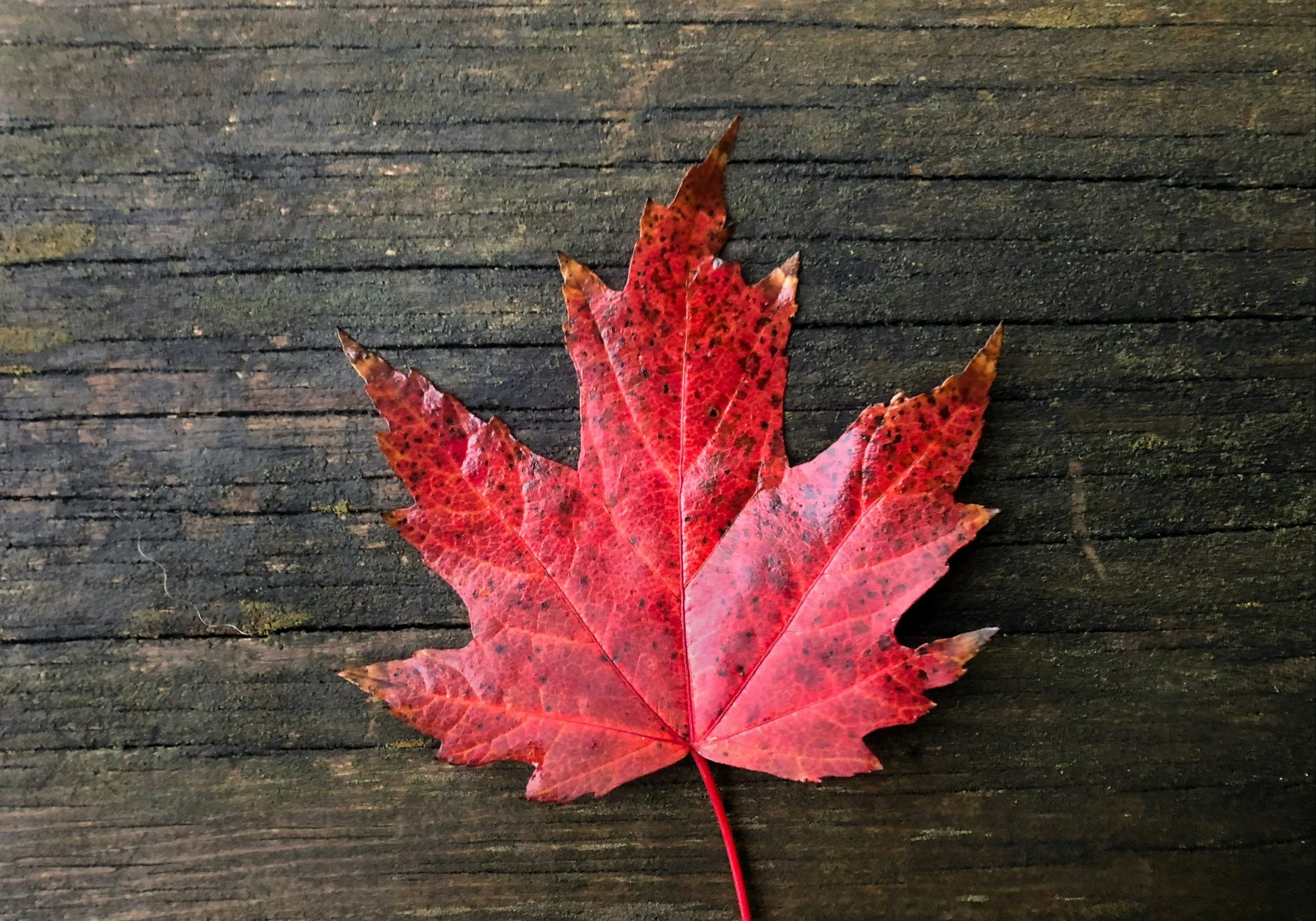 Red and orange maple leaf on dark wooden surface.