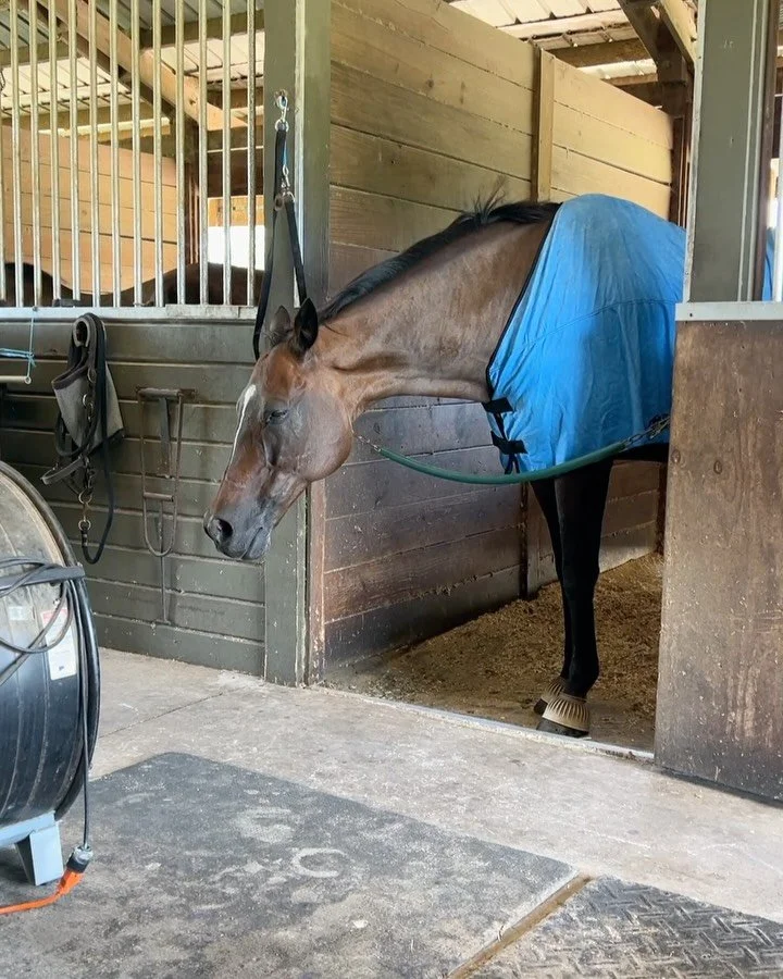 🌡️ Florida summers are no joke — especially for our horses. I’m so excited to officially be an affiliate for EquiCool Down! These products have made a huge difference in keeping my horses safe and comfortable during extreme heat. ☀️🥵
🐴