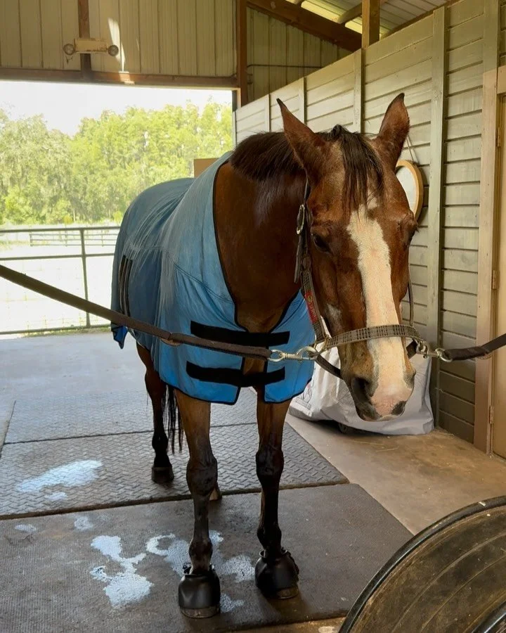 Florida temps have been hitting extreme levels lately — with feels like temps reaching up to 110°F! βοΈπ₯΅ in this heat wave it is crucial to manage your horses temperature as they can heat up 3–10x faster than humansπ³π‘οΈ
A horse&rsqu