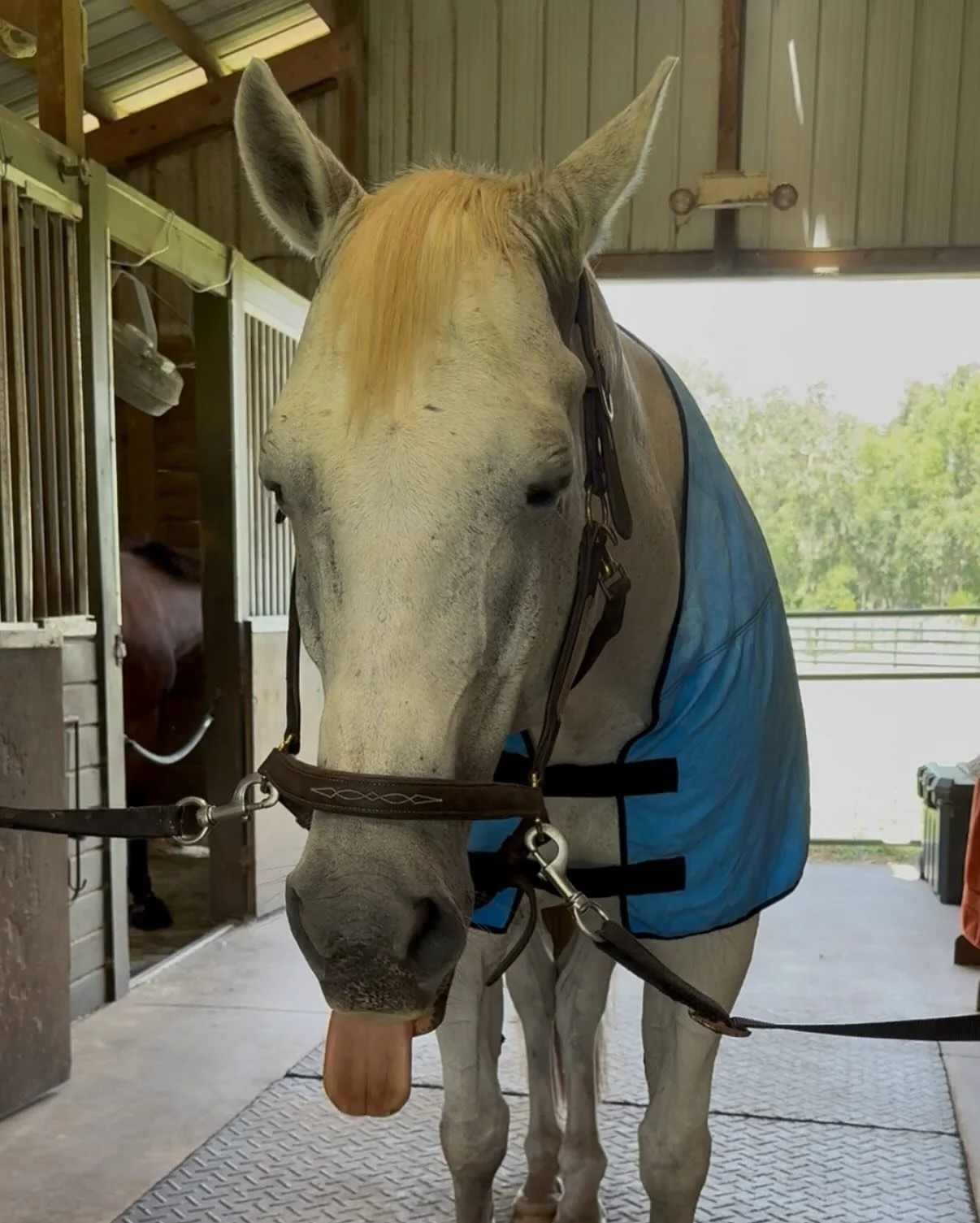 These hot summer days have been tough on our horses, so I’m pulling out all the stops with the @parkmoresupplementsllc EQ9 Magnetic Crown and the @equicoolusa Deluxe Body Wrap! Total game changers for recovery from the added stress and cooling