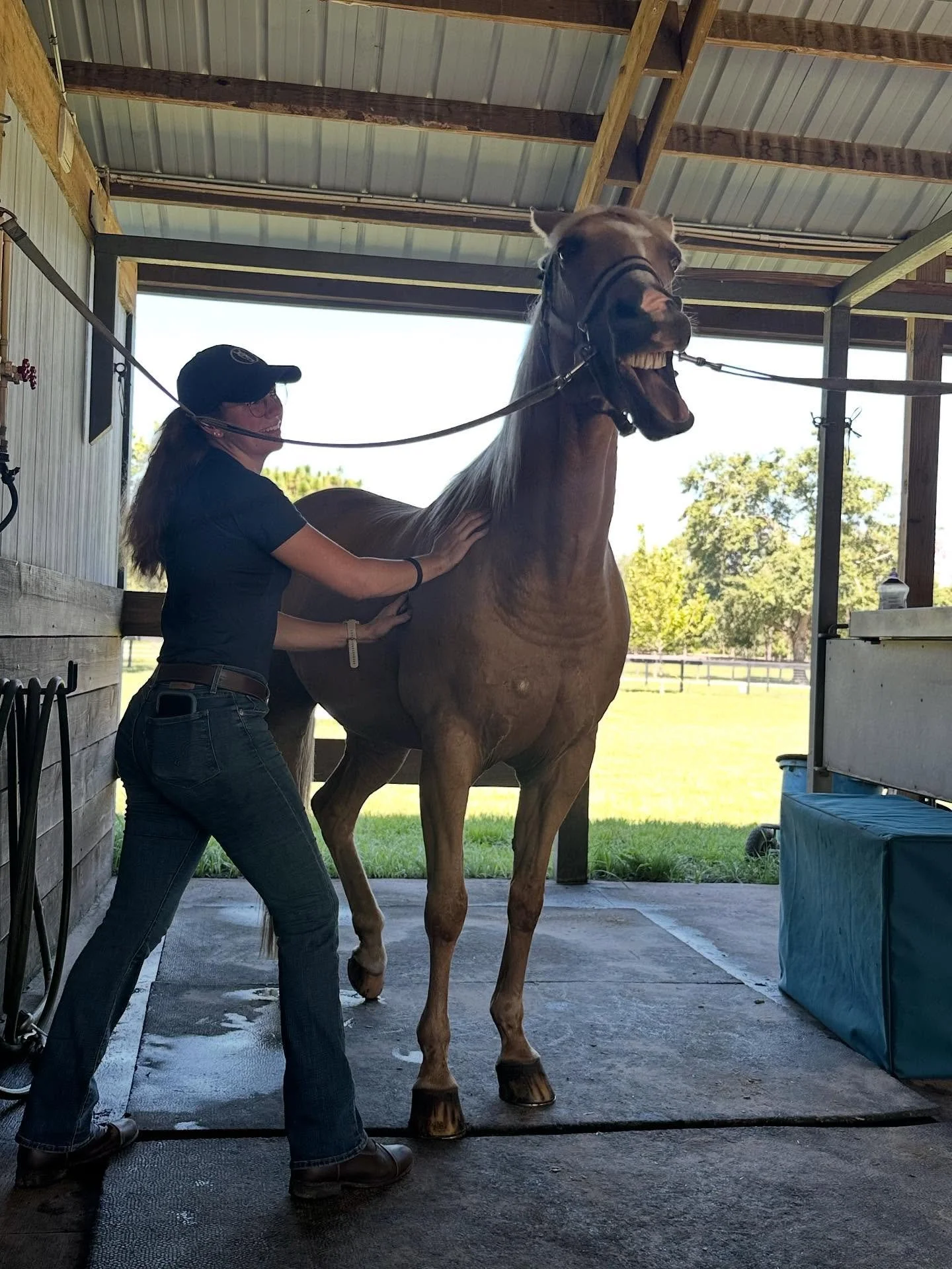 Equine massage therapy is a gentle, hands-on way to help your horse feel and perform their best. π΄β€οΈ By targeting muscle tension, trigger points, and fascial restrictions, massage improves circulation, boosts lymphatic drainage, supports waste remov