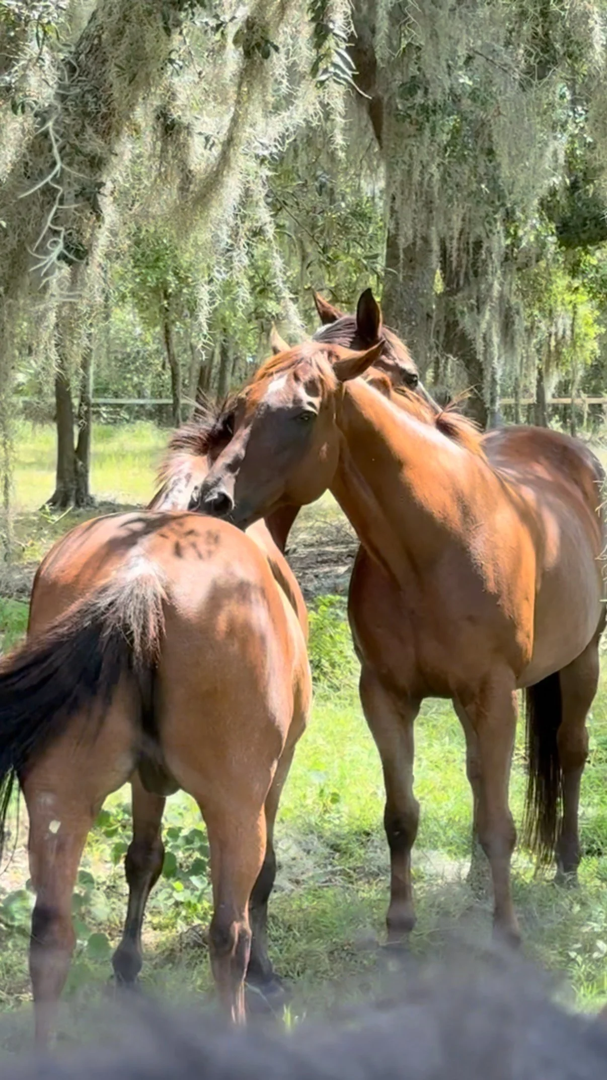Did you know massage is instinctual? As social animals, horses bond through mutual grooming, which not only strengthens relationships but also helps relieve stress.π‍βοΈπ΄β€οΈ
But in today’s show world, many horses aren’t turned out tog