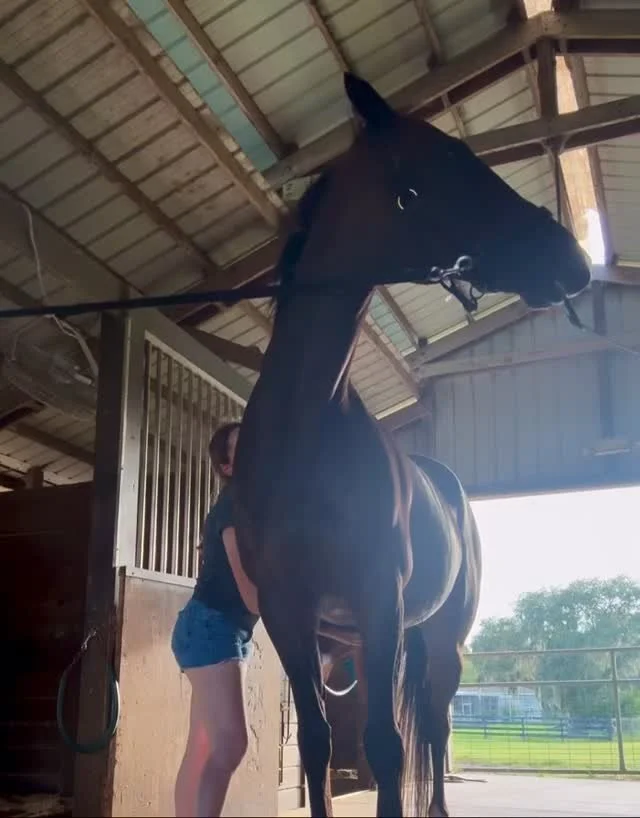 Spend a casual Saturday afternoon with Dixie Creek Equine Therapy! I’m expanding my week to include Saturdays to accommodate life’s busy schedules and help more horses feel their very best, especially after a long stressful week! π₯°π΄
π