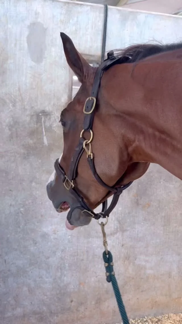 My POV while giving a massage π₯° I love seeing all the different reactions horses have to receiving body work, while some give a little, some give a lot! π΄β€οΈ See what reaction your horse has by booking a massage session with me today!πποΈ
Don&rsquo