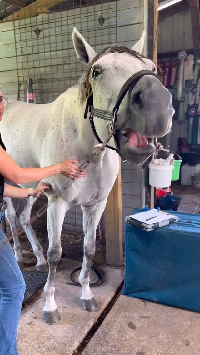 Treat time for this cutie patootie! π₯°π΄ After a long week of showing, he’s getting a well-deserved massage to help release some tension and get back to feeling his best.
Stick around to see one of my favorite parts-when a horse picks their own