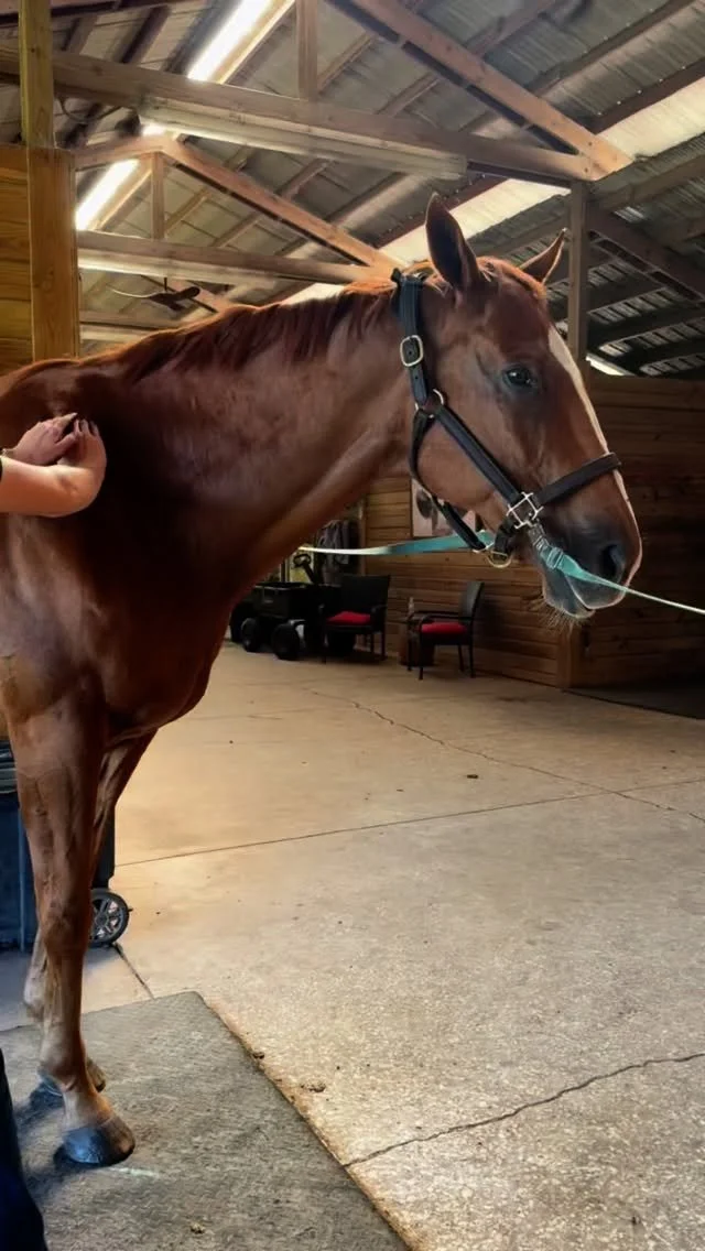 Gato is showing some great signs of releasing tension here! If you watch his reaction to direct pressure on a trigger point, you’ll see him softening his eye, slow blinking, a slower respiratory rate, lowering his head—and finally shaking