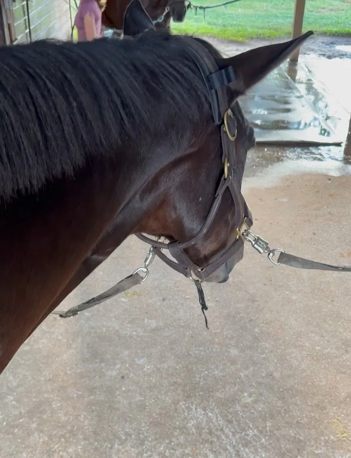 Nothing beats a relaxing afternoon massage 🥰🐴 As the weather cools down and the winter show circuit approaches, now&rsquo;s the perfect time to help your horse stay calm, comfortable, and competition-ready.
Equine massage doesn&rsquo;t just support