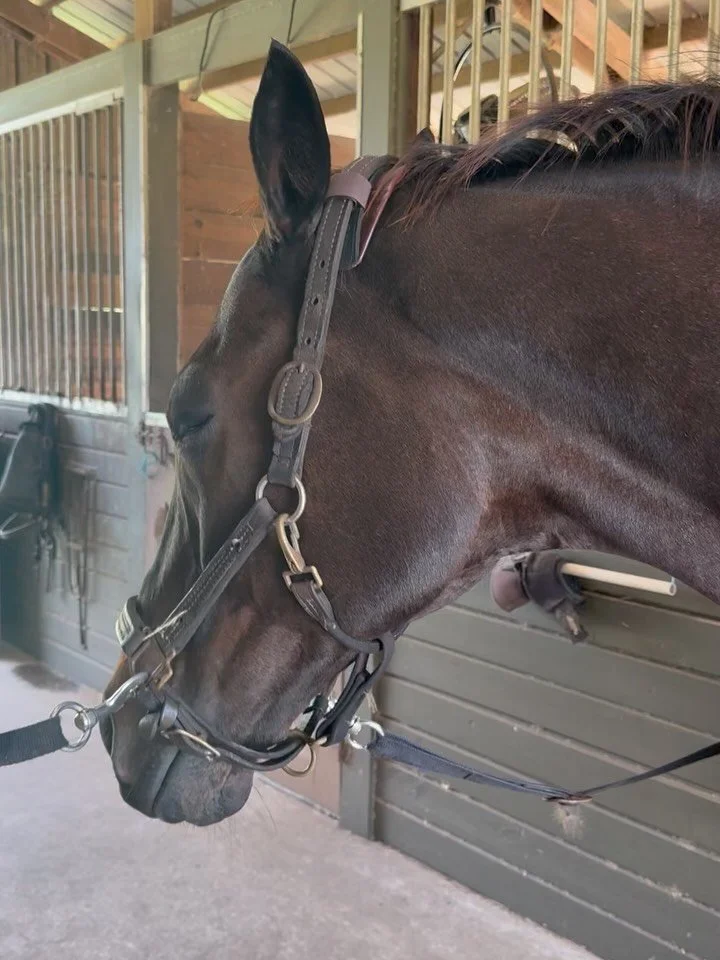 Apollo is super buddy sour and hates being in the barn alone. He won&rsquo;t stand still on the cross ties, constantly calls out for his friends, paws, and drops a bunch of little nervous poops! 🫣 Not exactly the calm start you want before a ride.
H