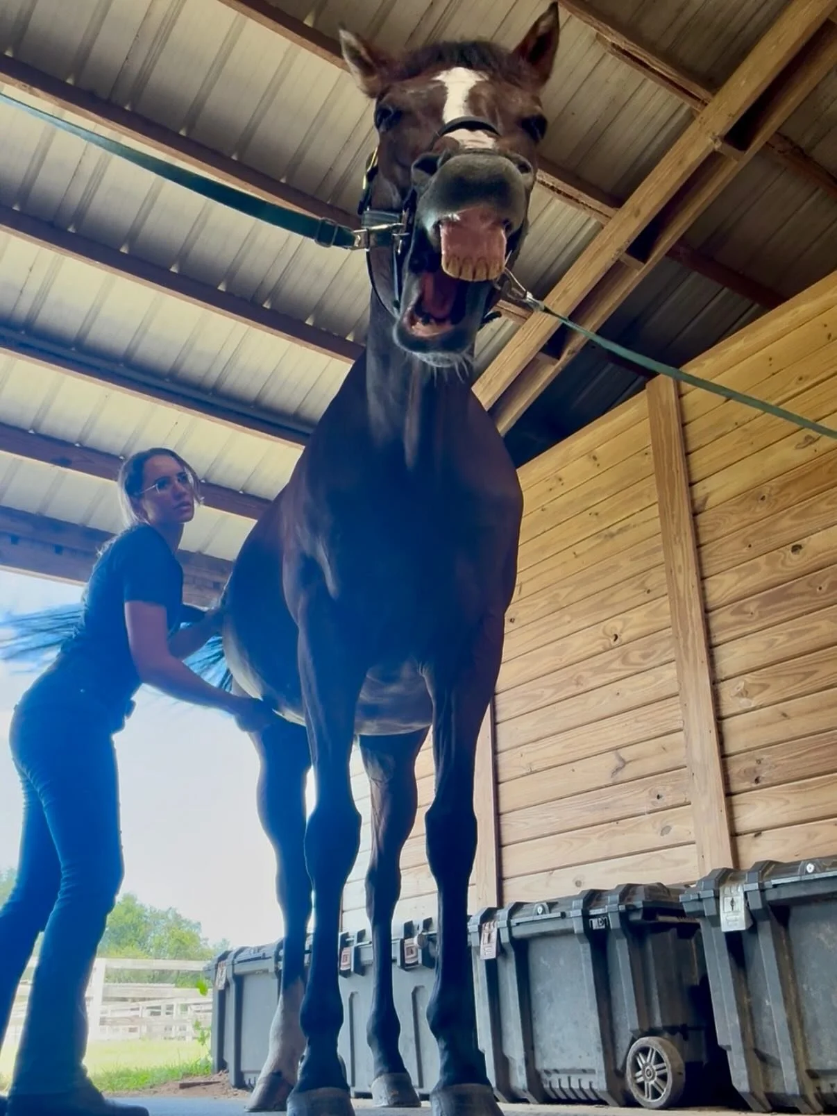 Pumpkin spice &amp; everything nice! 🎃🍁 Treat your horse this fall with a relaxing massage to help them unwind and get ready for the cooler weather ahead.
A good massage can help relieve tension, ease discomfort, and get your horse moving the way t