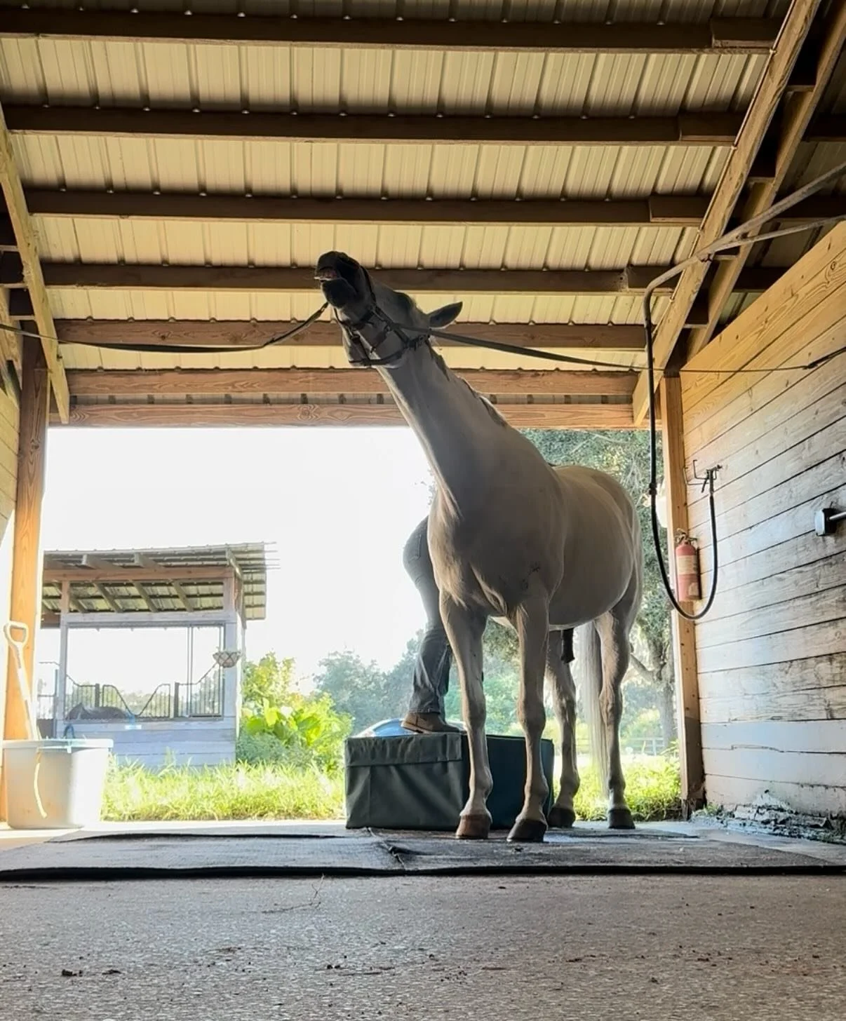 Just like people, horses carry their stress and tension in different areas of the body. As an equine massage therapist, my job is to find those tight spots and help your horse release that tension so they can move and feel their best.
Every horse is 