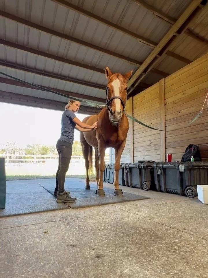 Thanksgiving is right around the corner! 🦃 Give thanks to your horse with a relaxing massage from Dixie Creek Equine Therapy! 
Take advantage of black Friday deals and book between Nov 24th&ndash;30th and get 15% off your massage session! 🎉🐴
(Disc