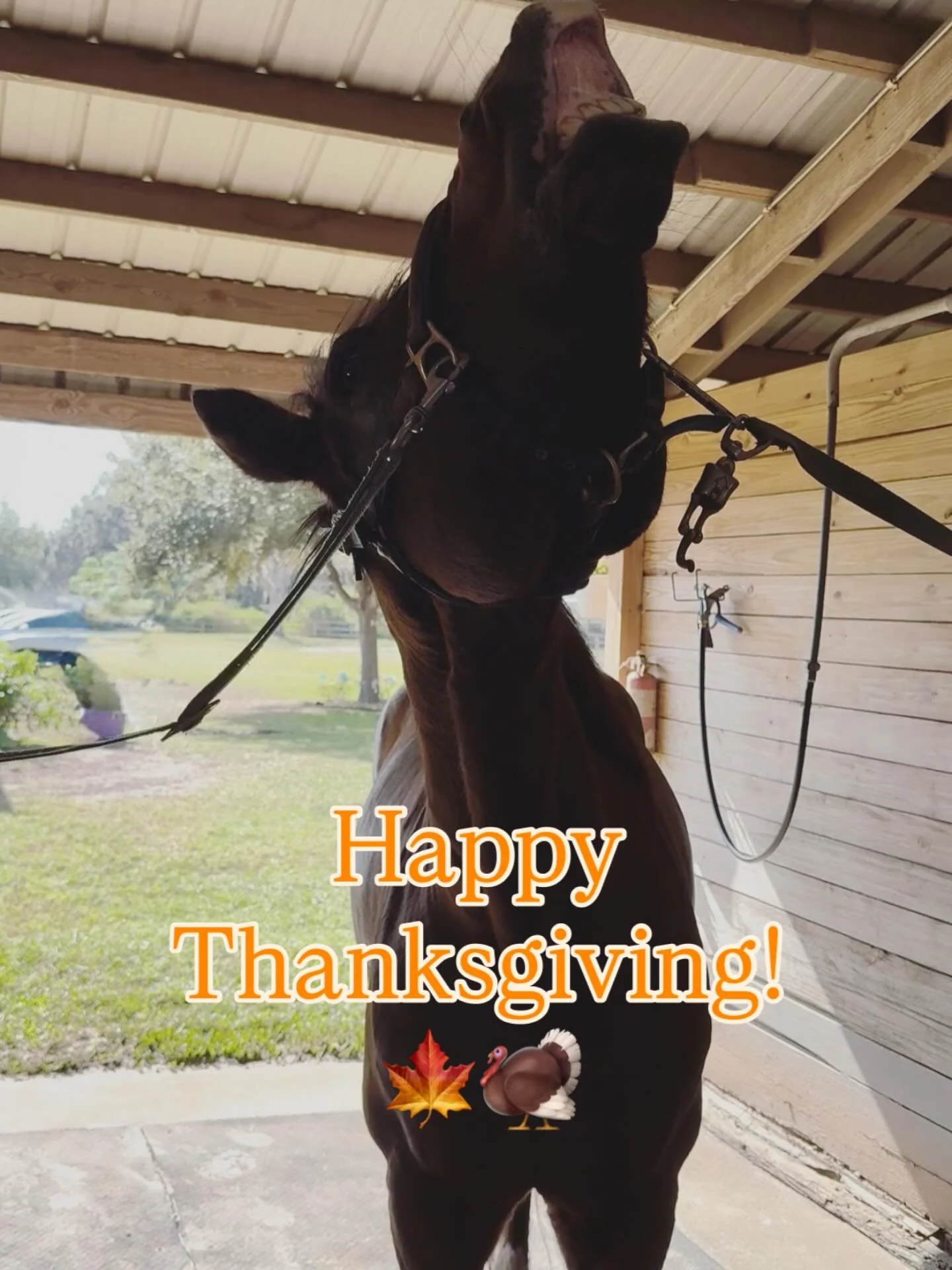 Happy Thanksgiving from Dixie Creek Equine Therapy! I'm grateful for my amazing clients, their horses, and my loved ones who've supported me every step of the way. I sincerely appreciate each and every one of you! Wishing you a blessed Thanksgiving ?